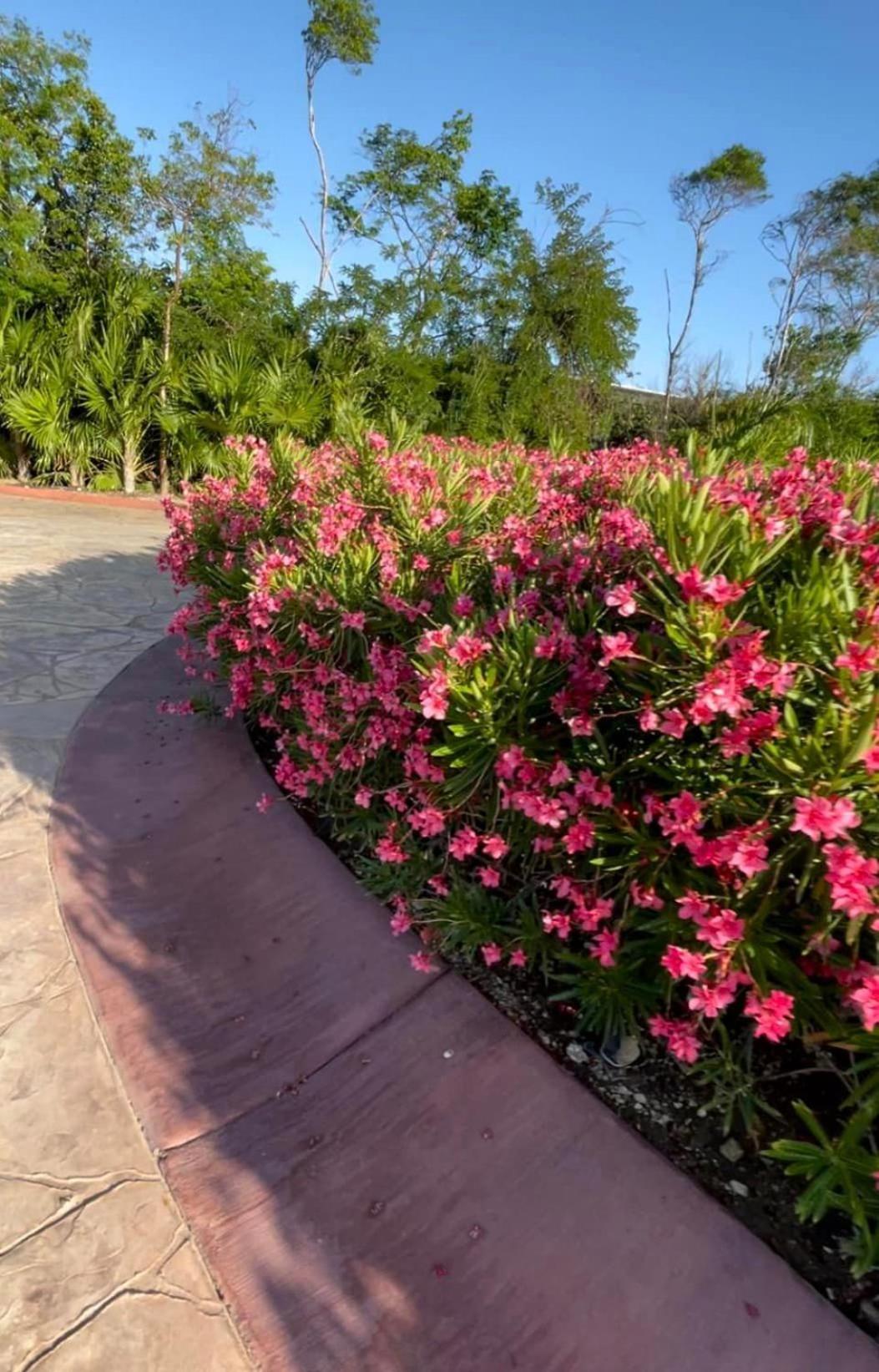 Fully loaded 2 bedroom in Jardines Mayakoba Playa del Carmen view 2