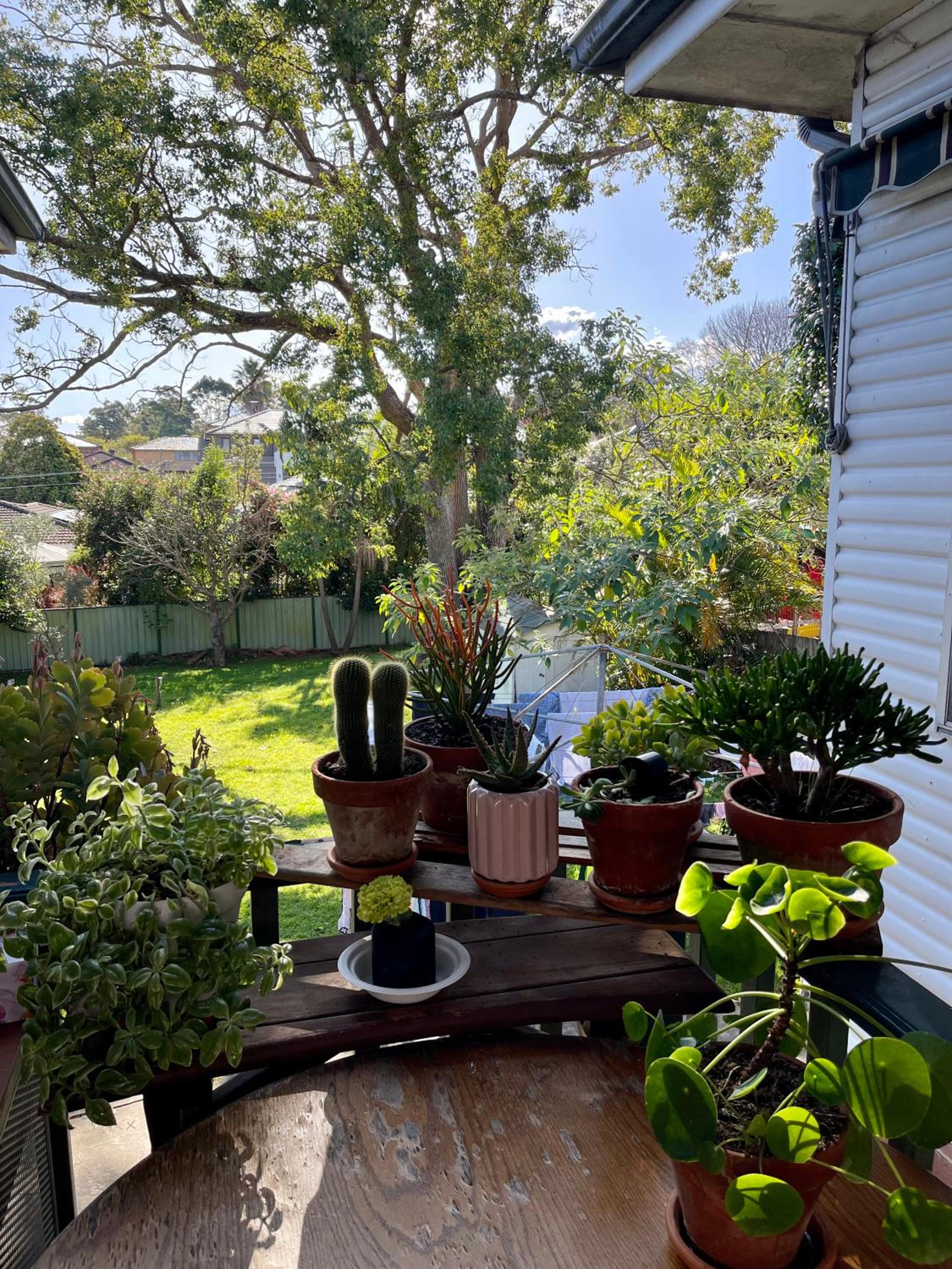 Tranquil Garden view Room Macquiare Marsfield Eastwood