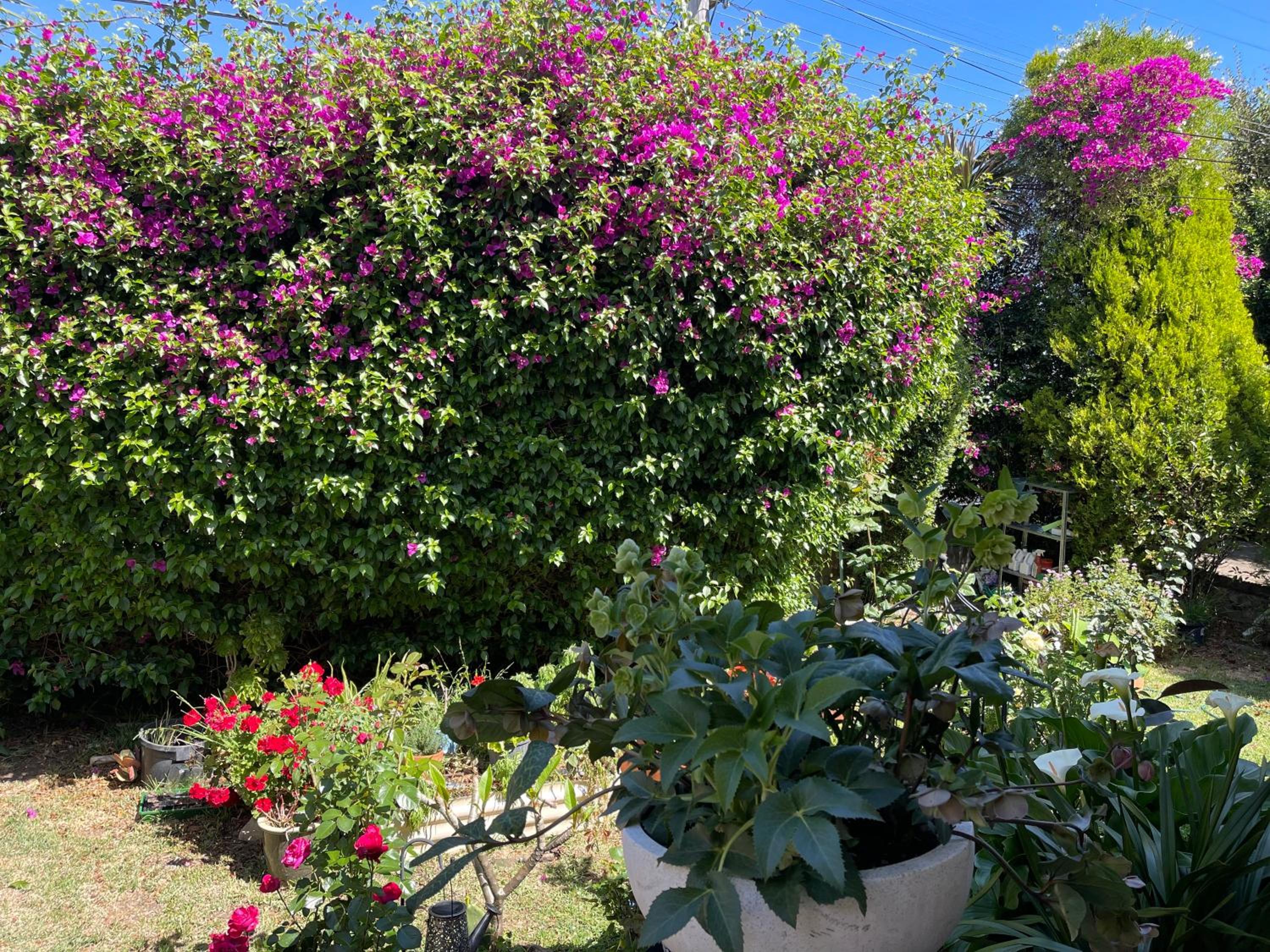 Tranquil Garden view Room Macquiare Marsfield Eastwood
