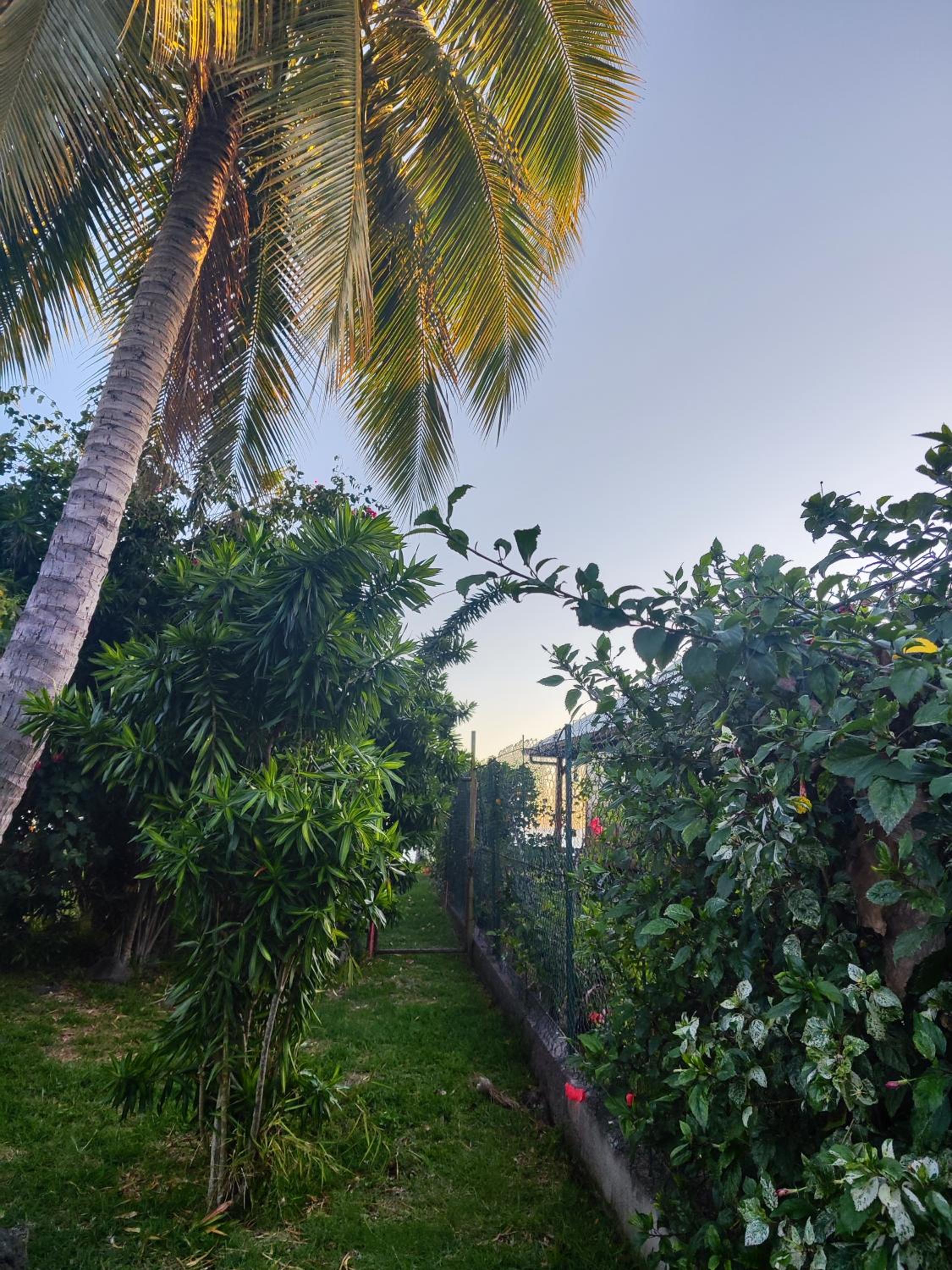 Tearai Iti