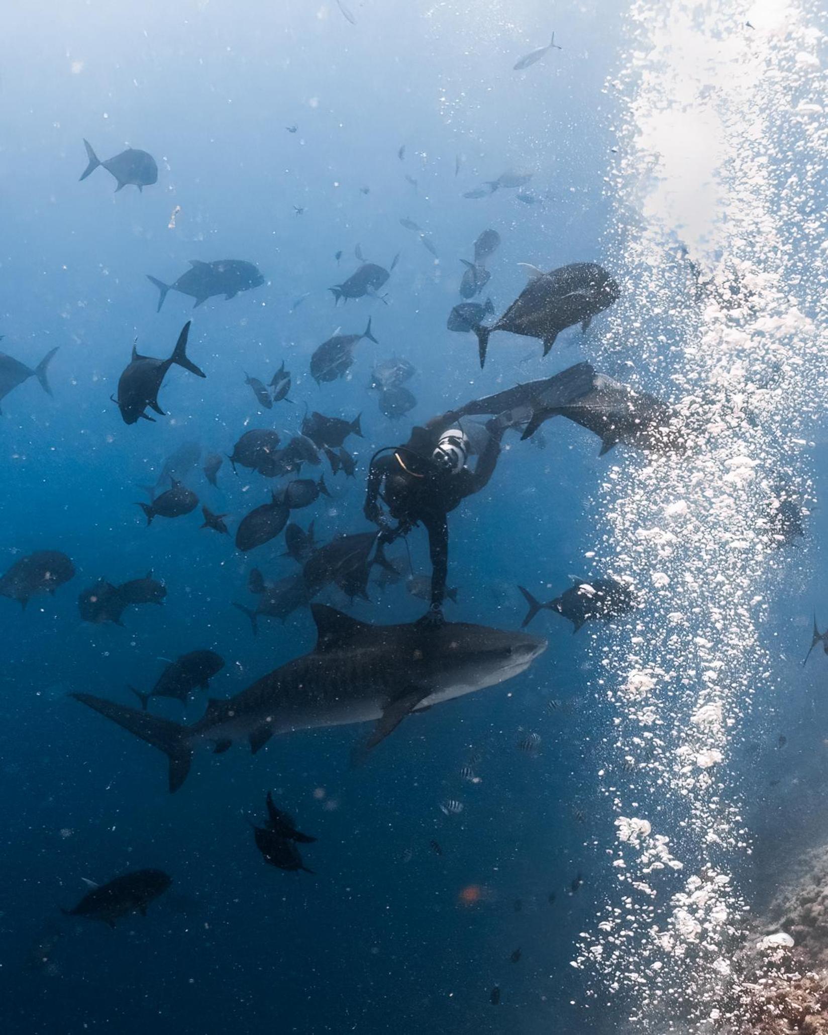 Getaway Divers Lodge - All inclusive Diving hotel with 2 dives per day photo 3