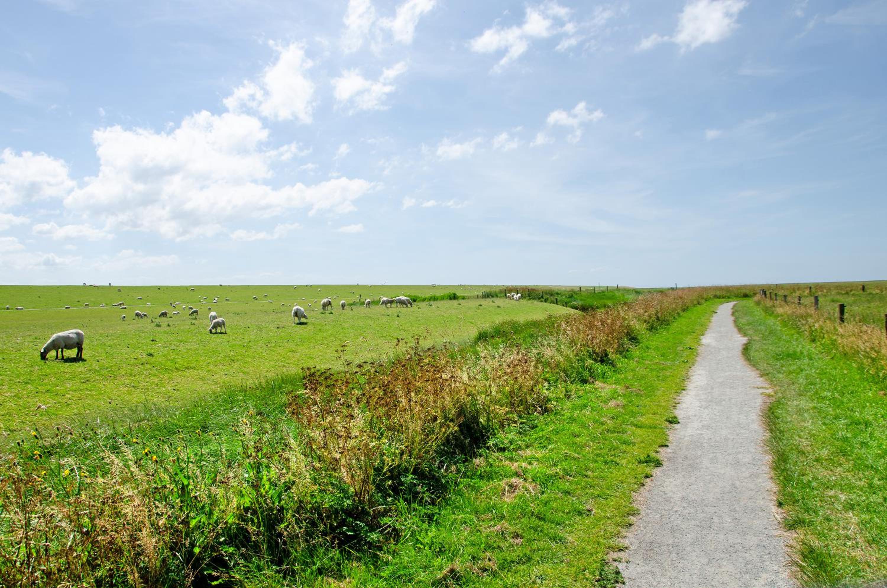 Seeschwalbe Hilgenriedersiel