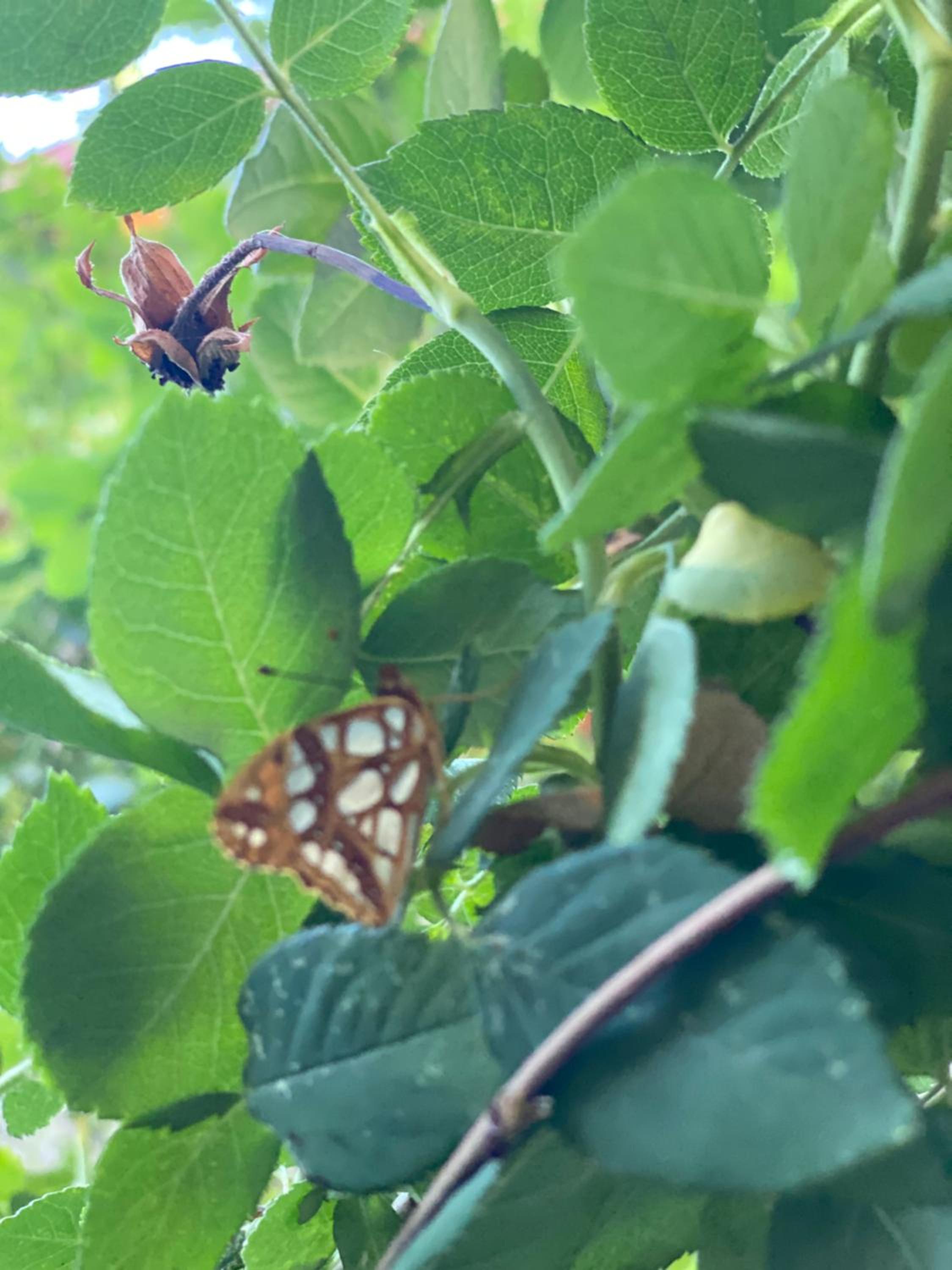 Kemal's Guest House - Image 74