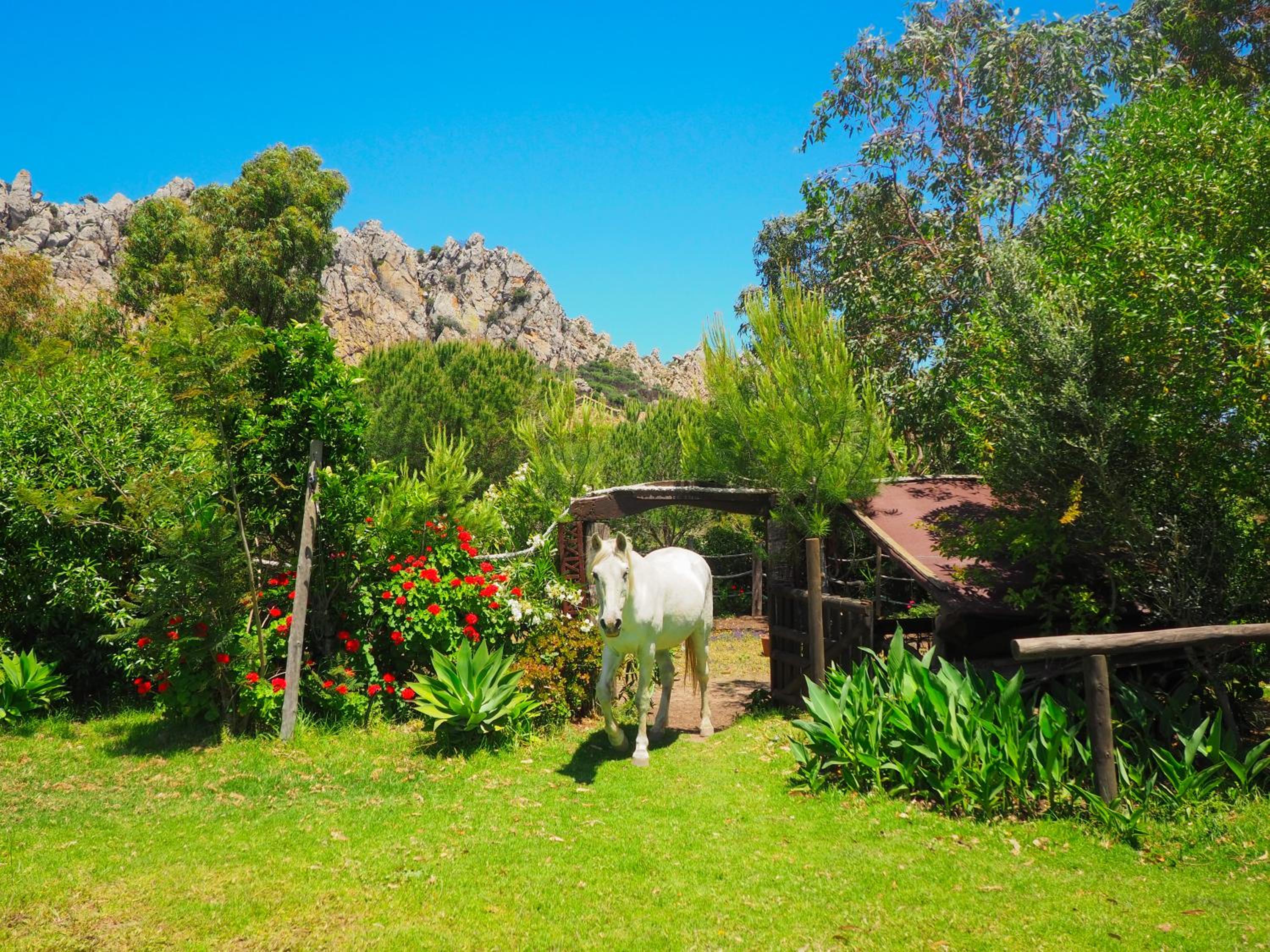 Villa Horses and Nature