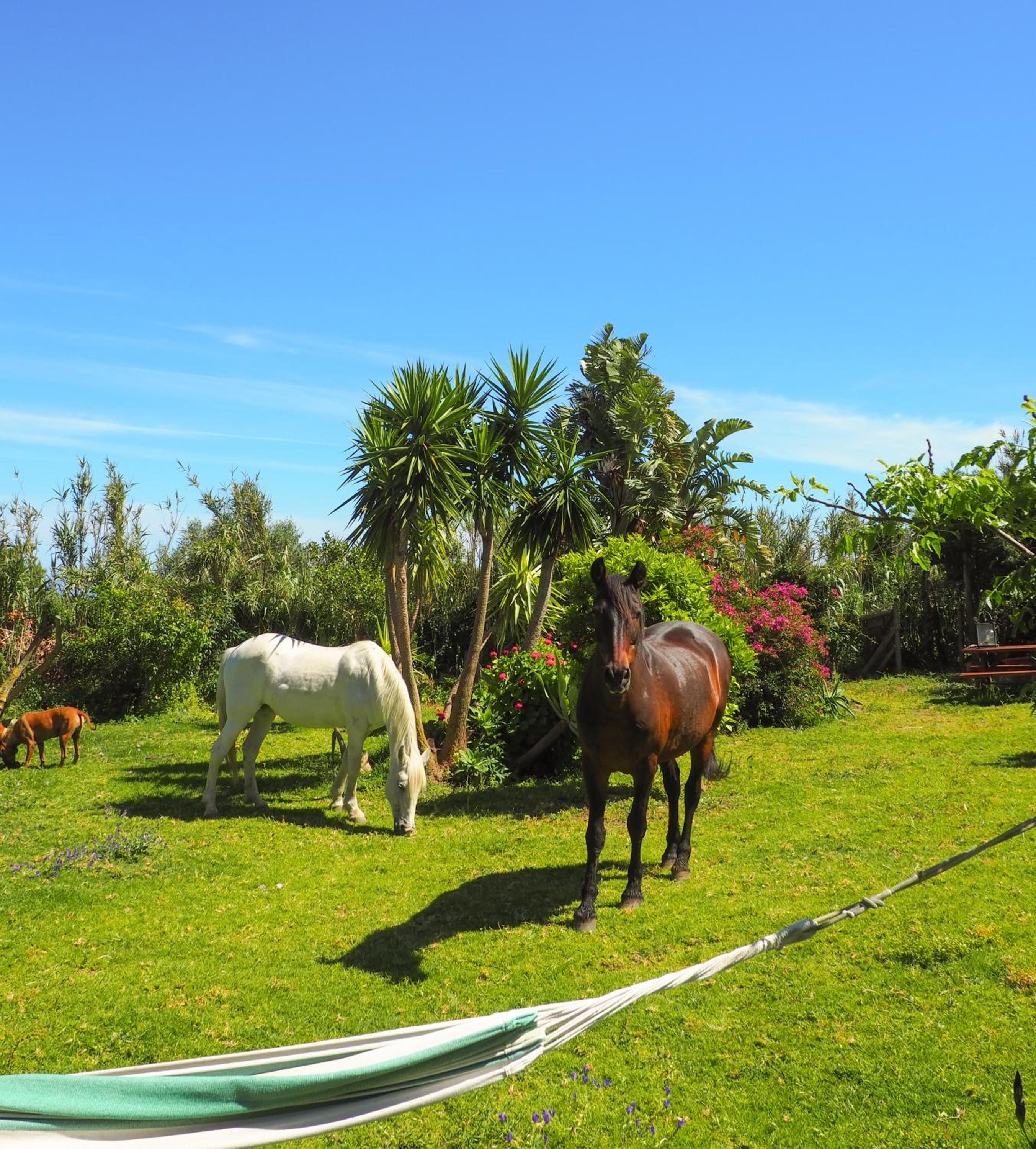 Villa Horses and Nature