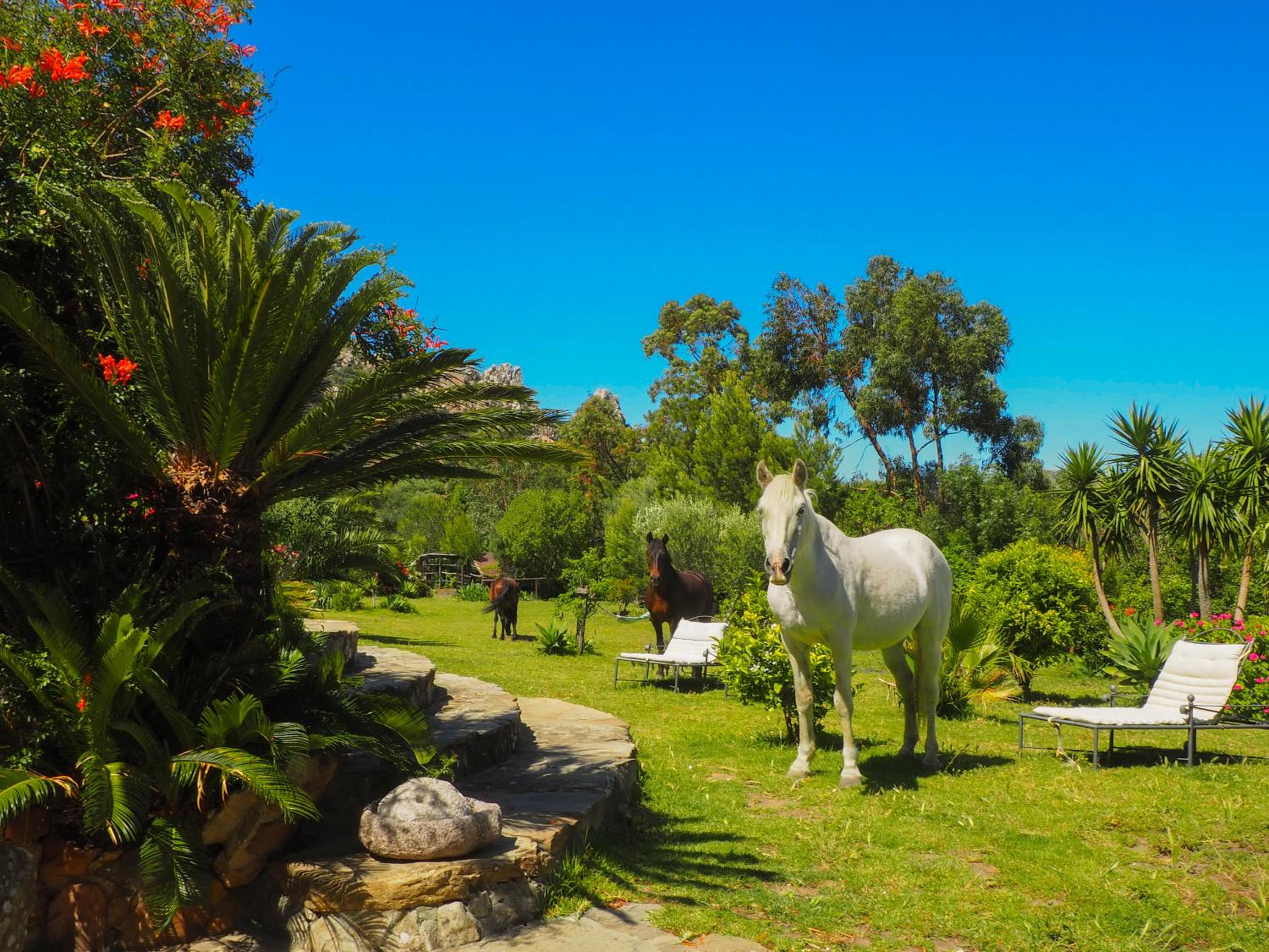 Villa Horses and Nature