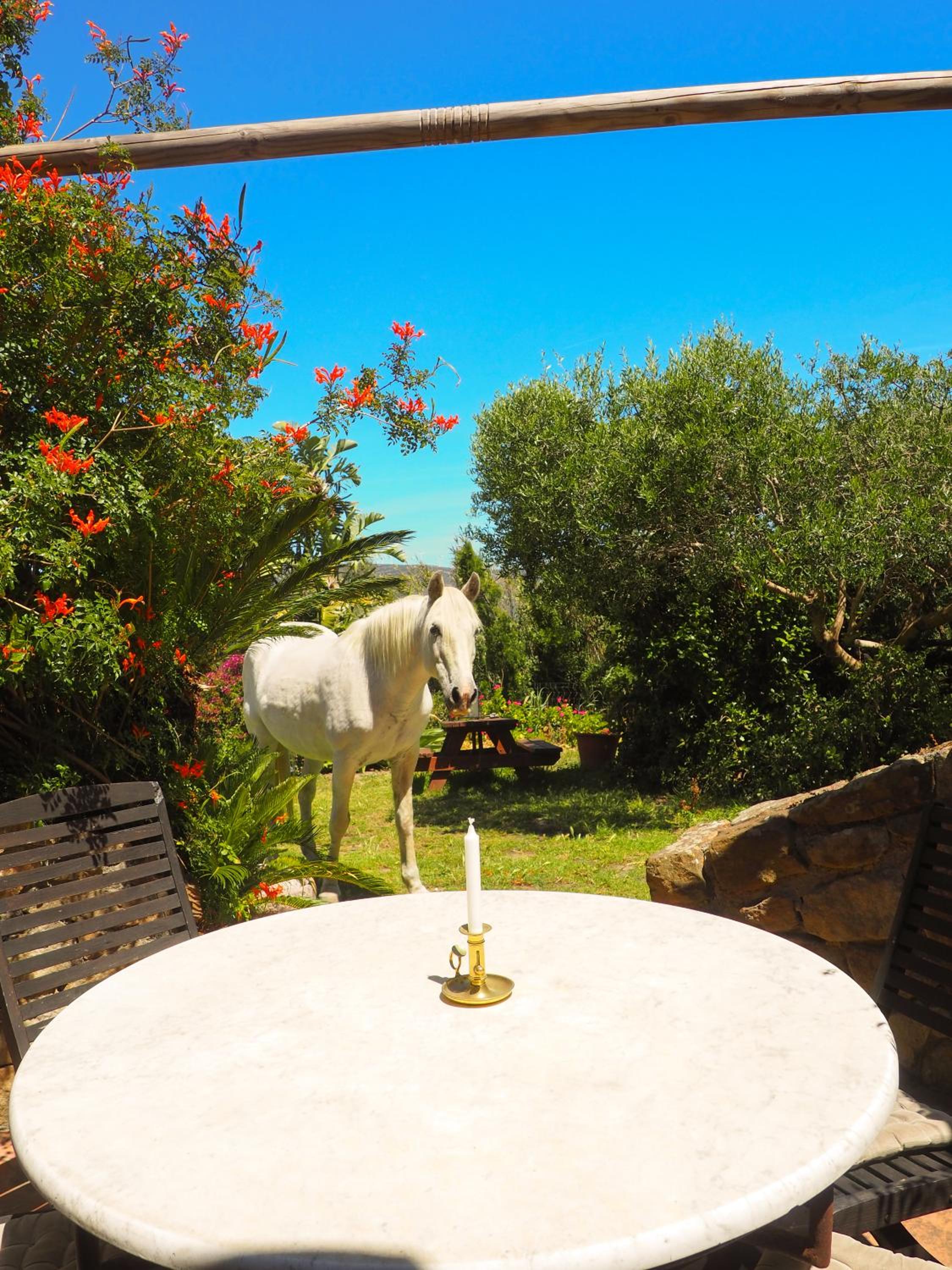 Villa Horses and Nature