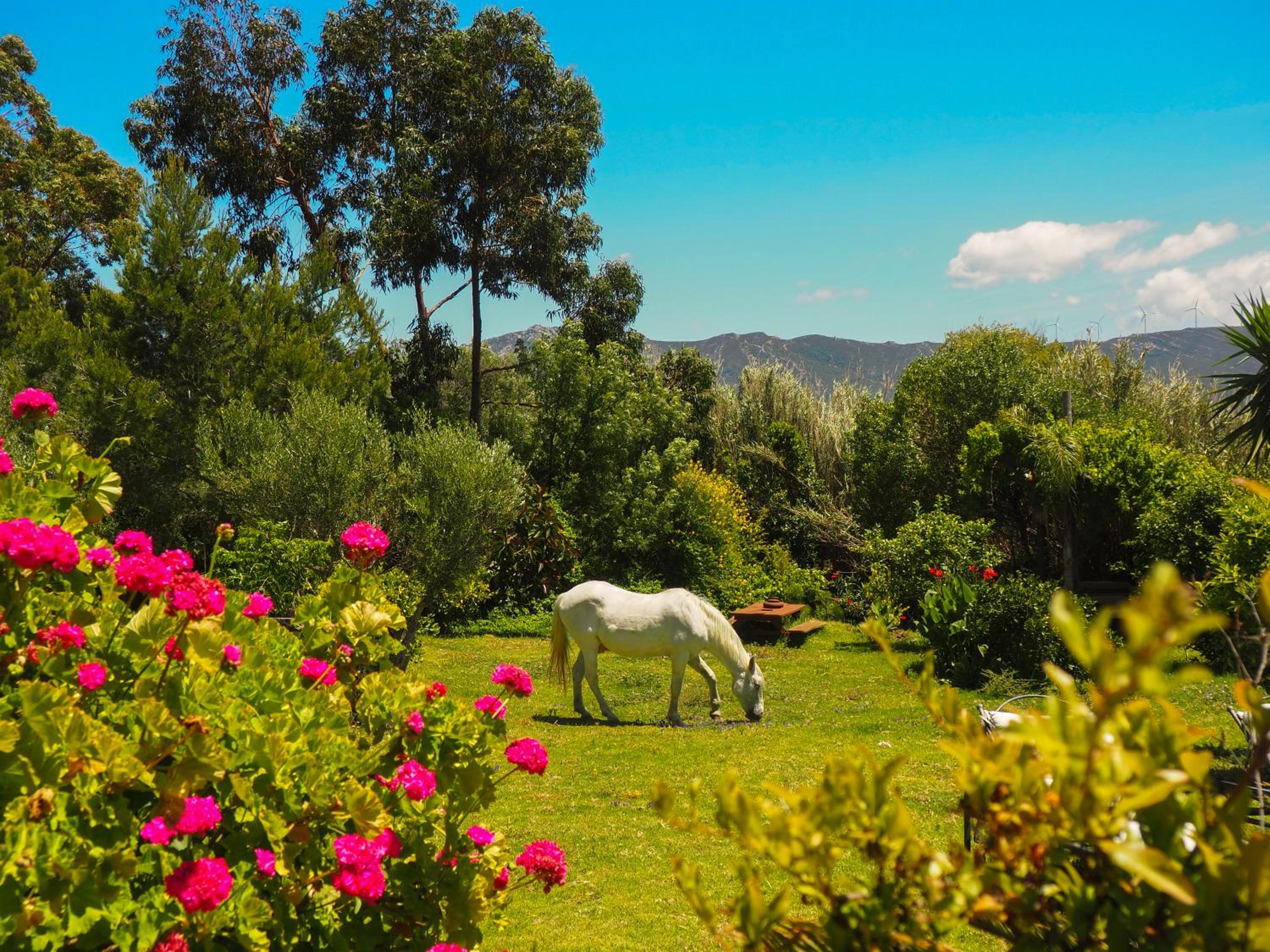 Villa Horses and Nature