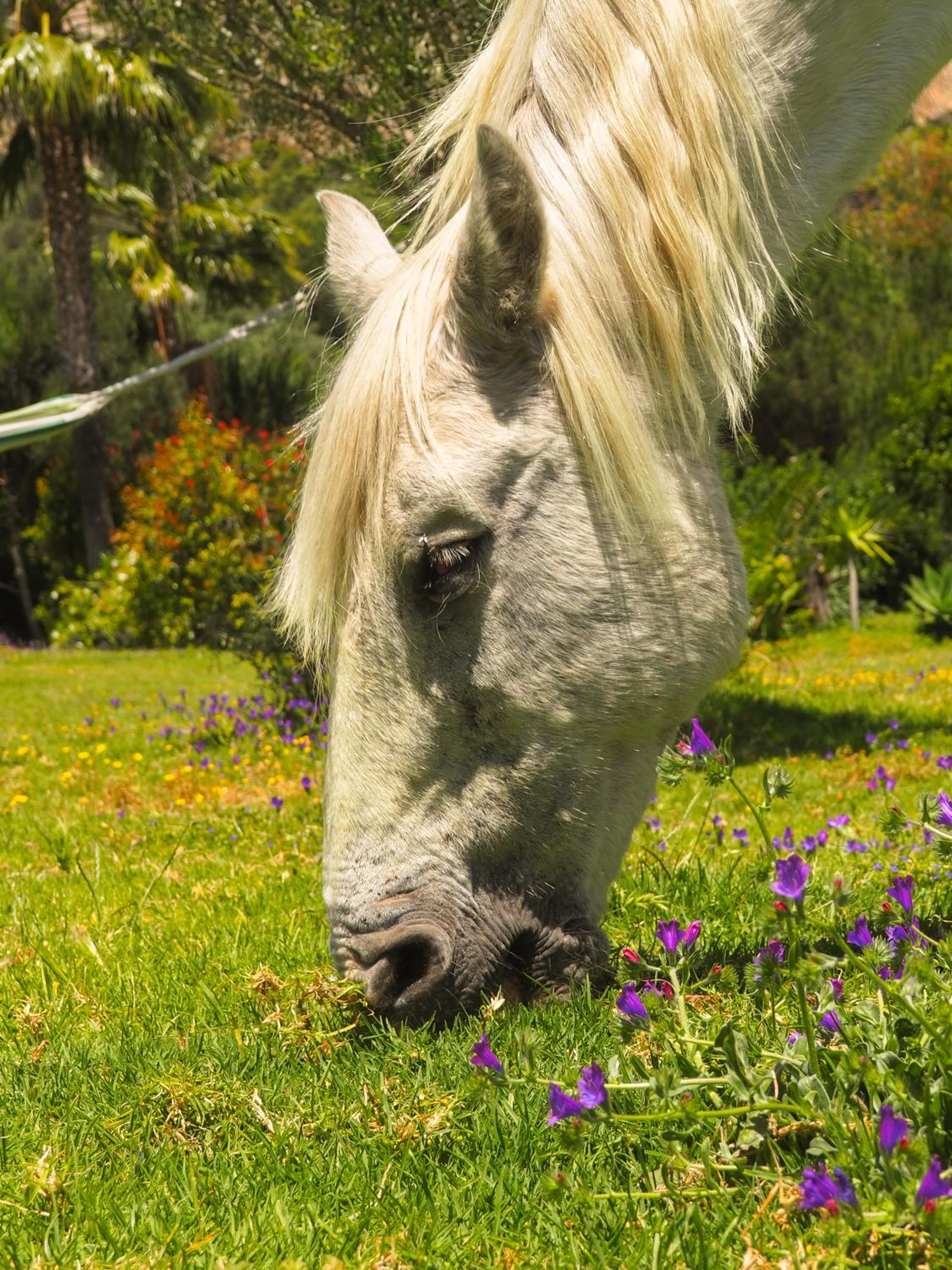 Villa Horses and Nature