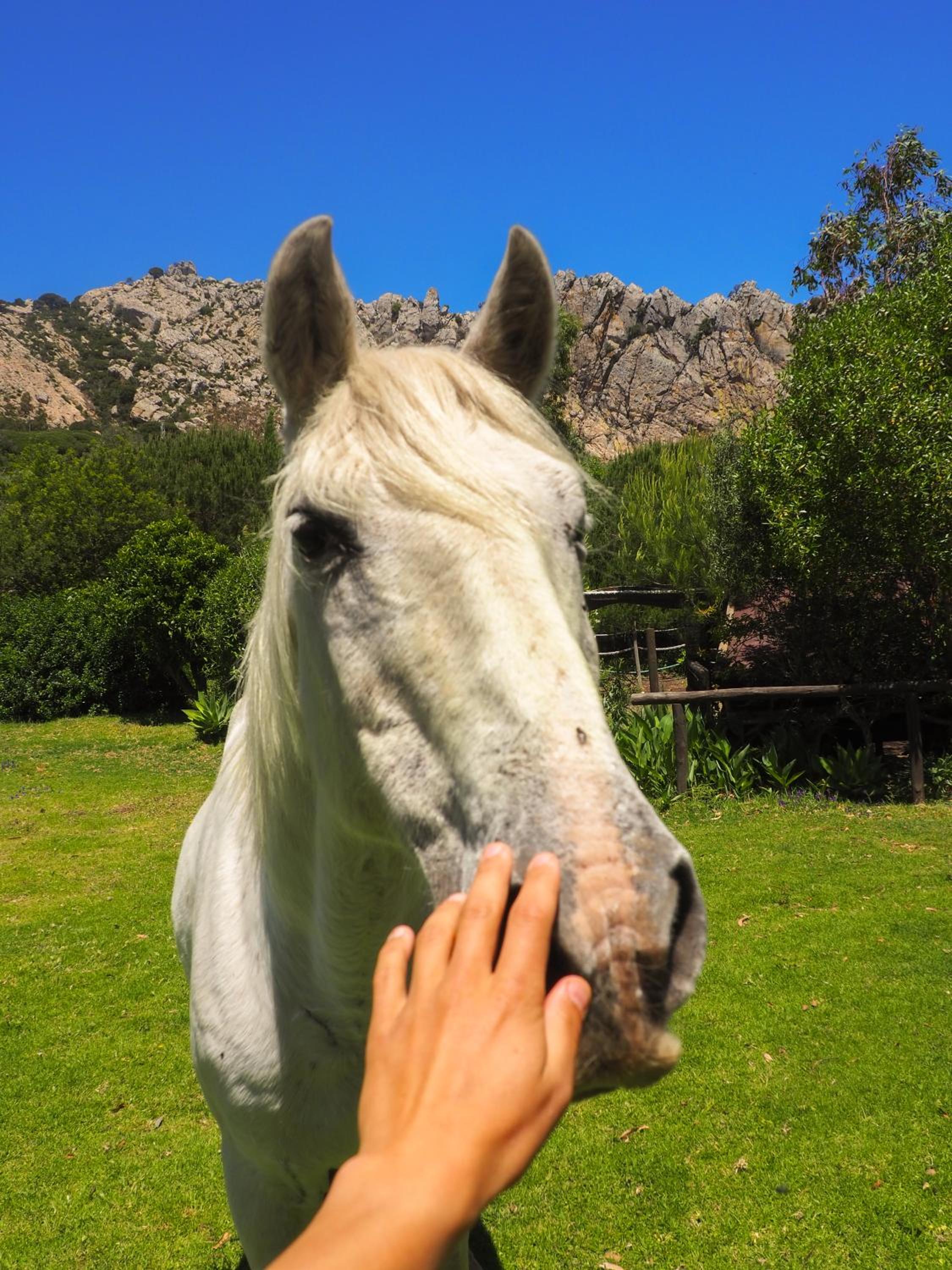 Villa Horses and Nature