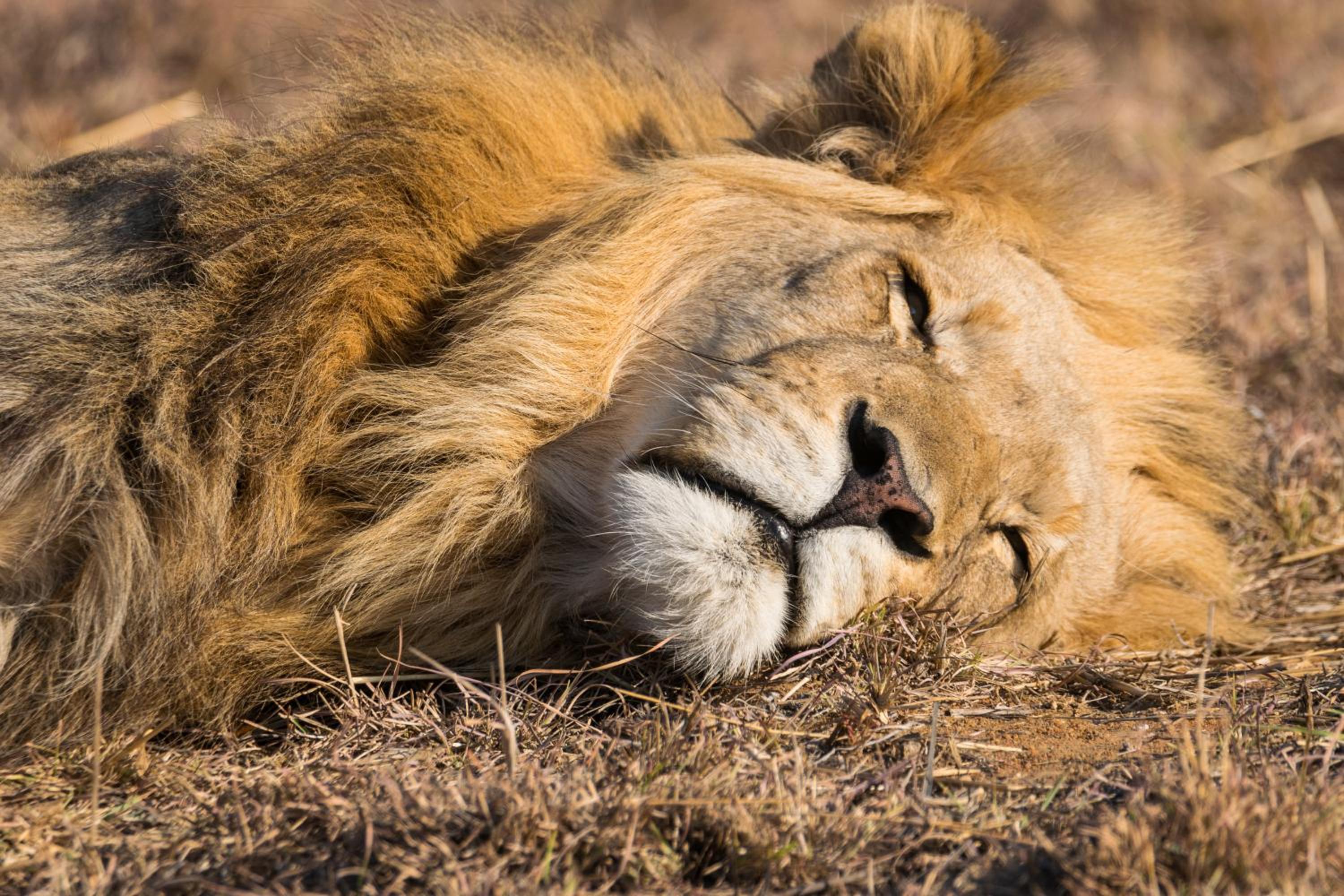 Kwafubesi Tented Safari Camp