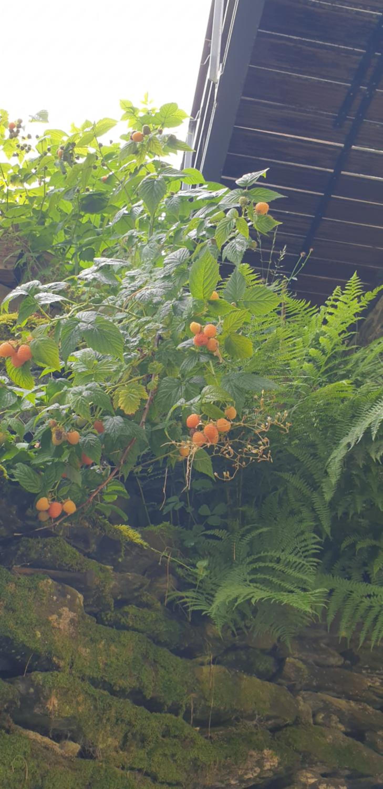 Résidence du mini jardin