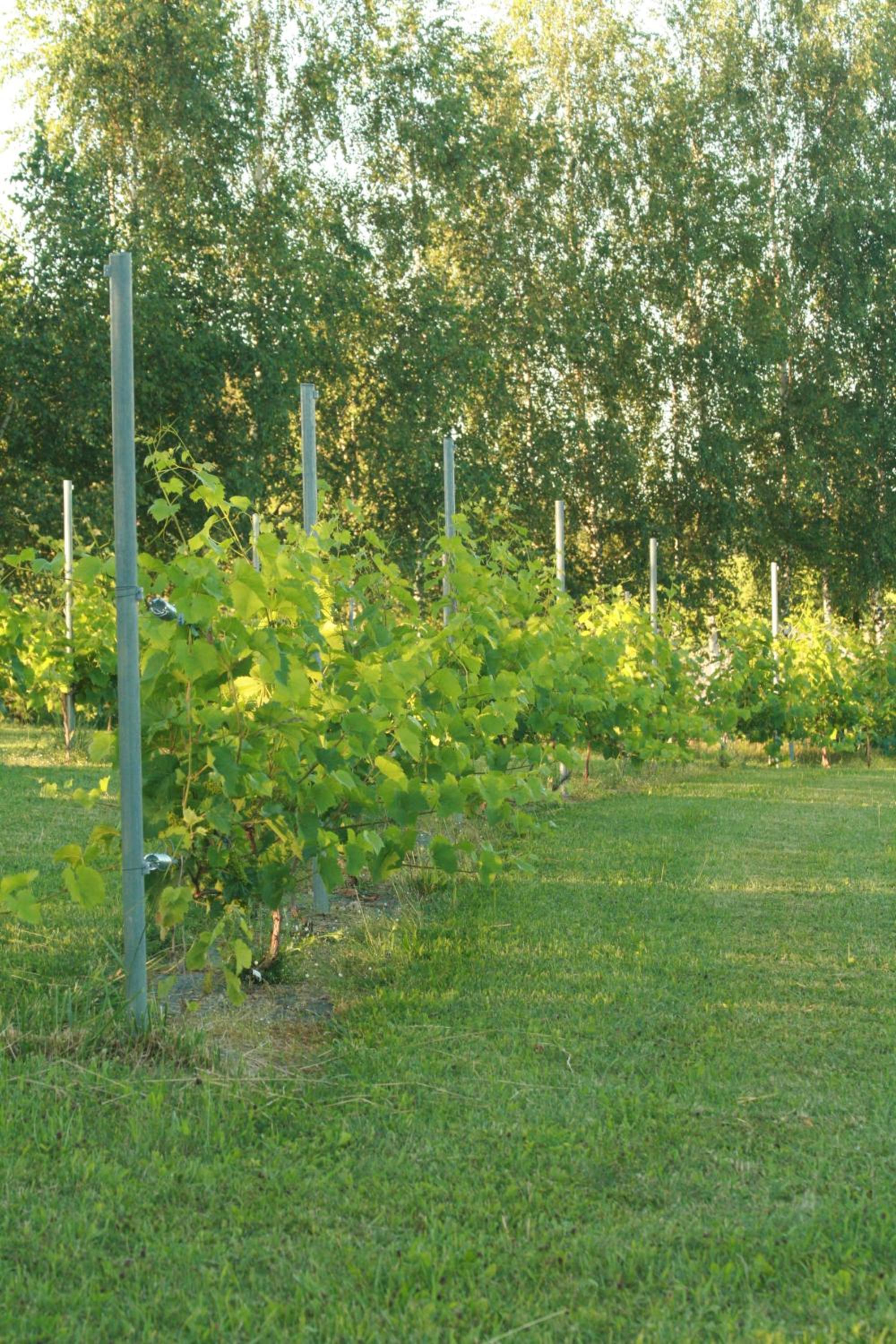 Vila Vynuogyne