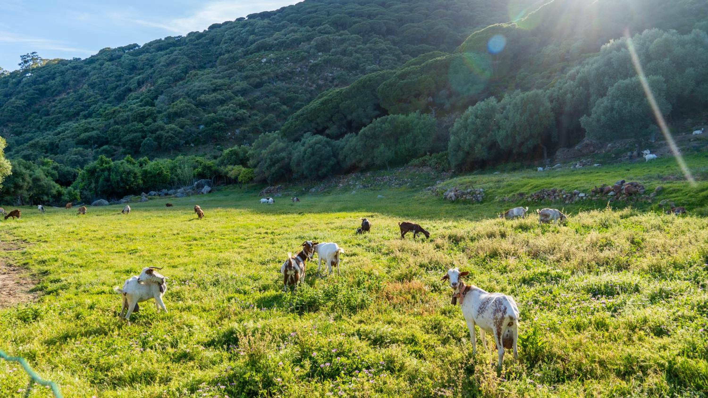 Bella Vista Tarifa II