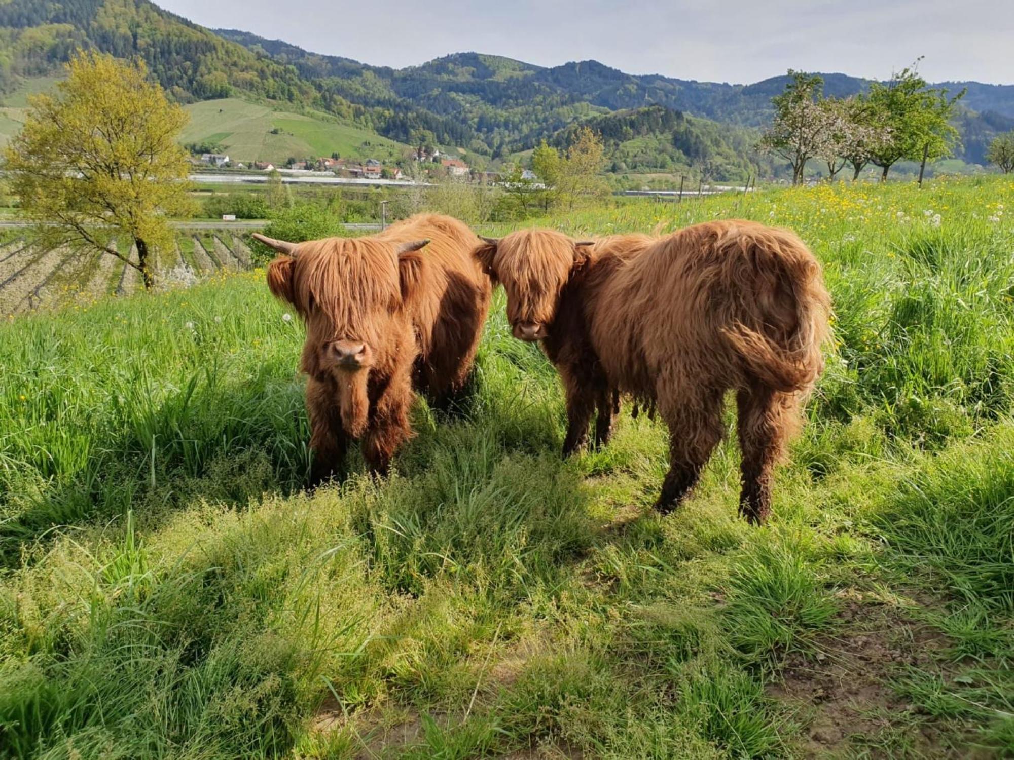 Ferienhof Vordere Alm