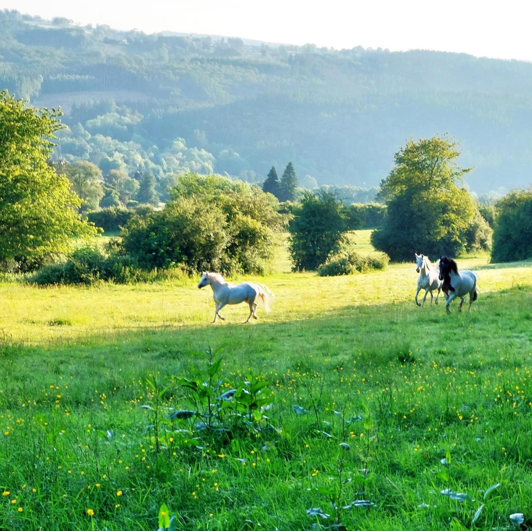 Cha Cha de Loup Luxe B&B - Vakantiewoning