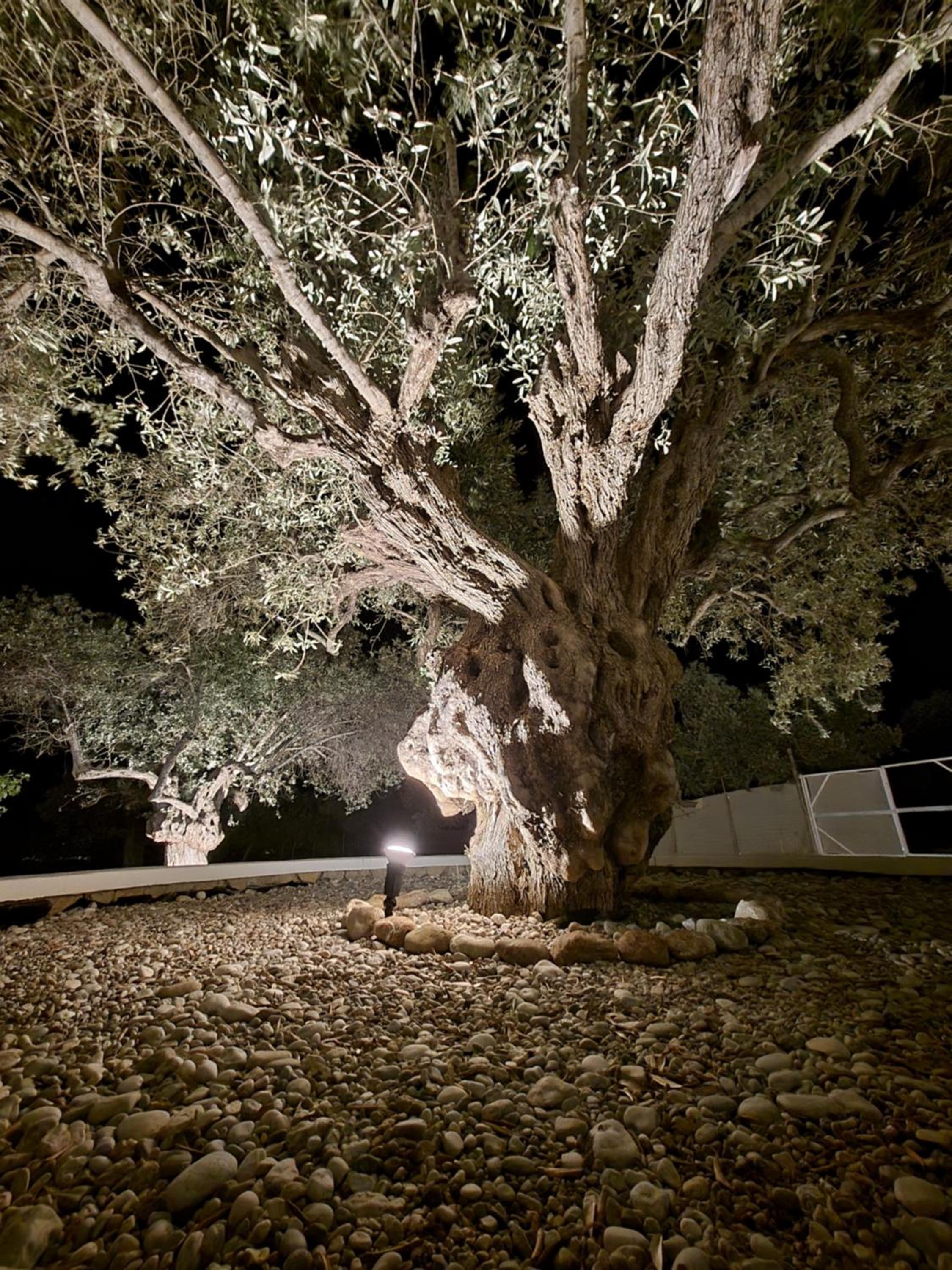 Olive Treasure Villa