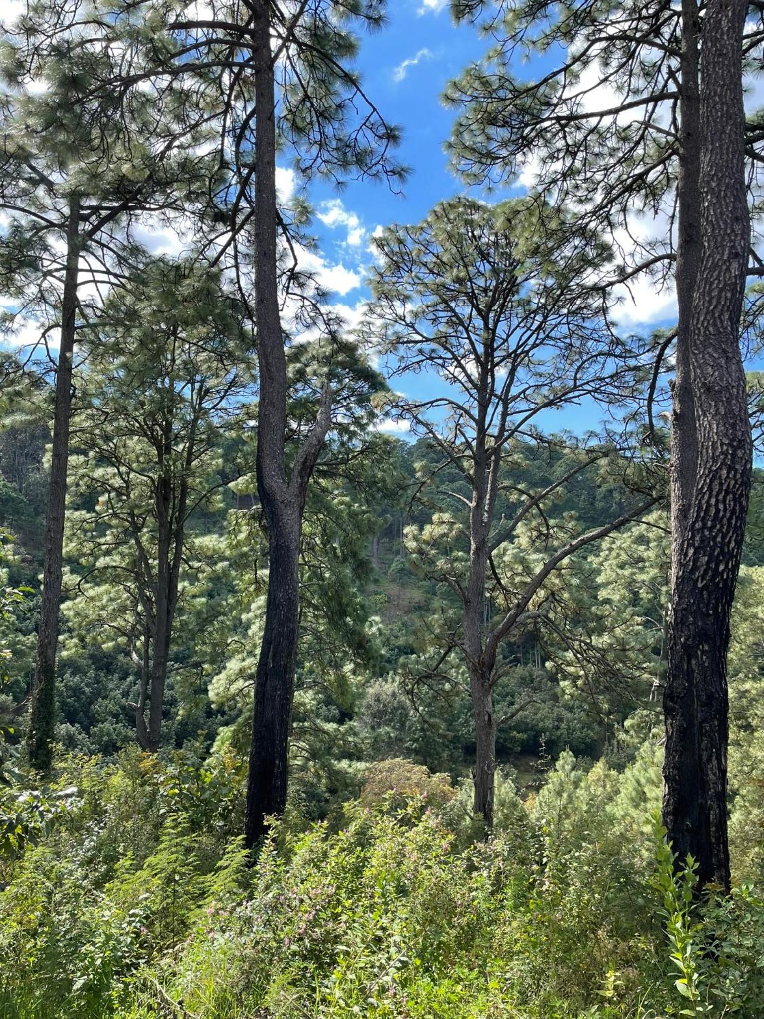 Amplia Cabaña en el bosque