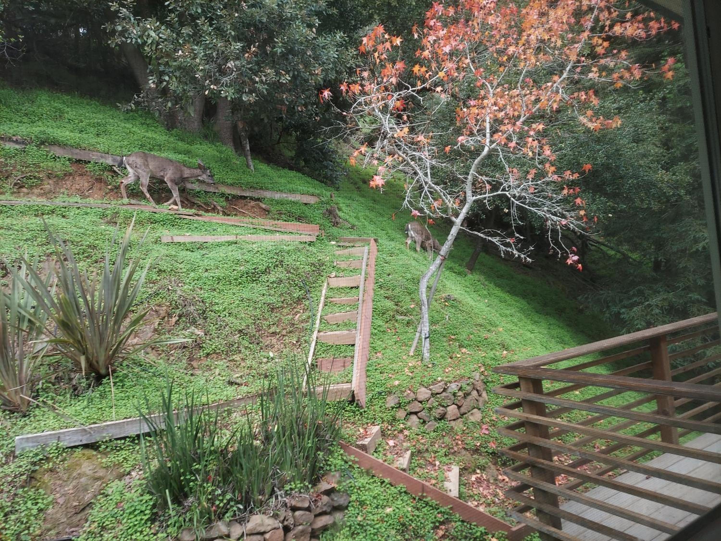 MV Homebase Walk to downtown Mt Tam Close to Muir Woods SF view 5