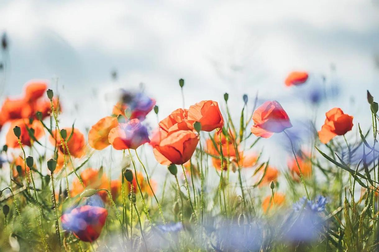 Stern FeWo Am Maiglöckchenberg