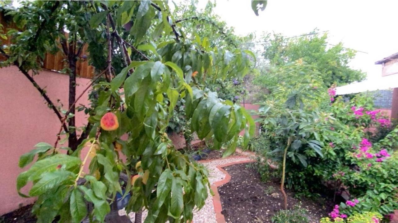 Terracotta House 2 photo 2