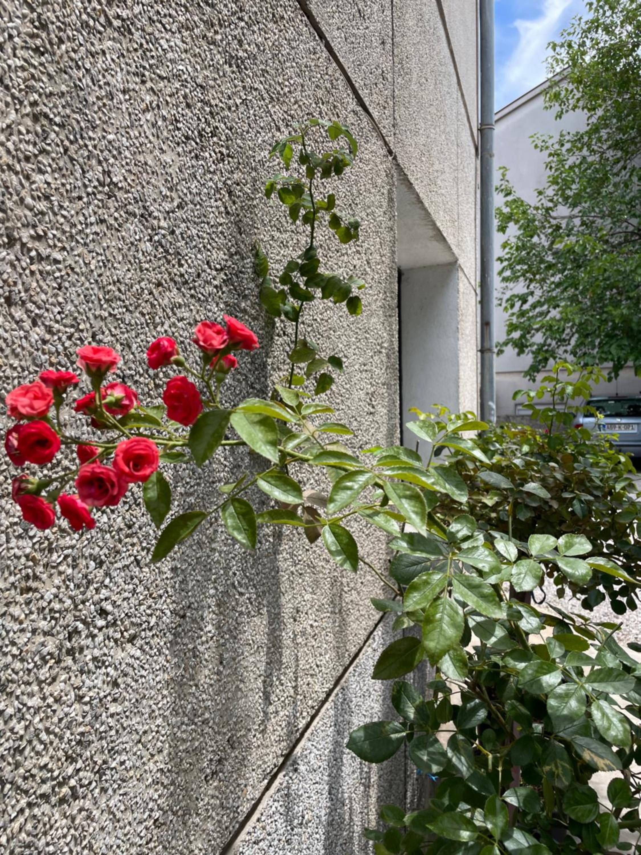 Apartment Dalia