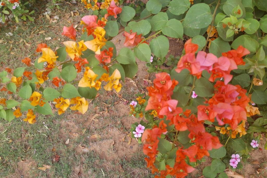 Mamta's Home- Kensville view 3