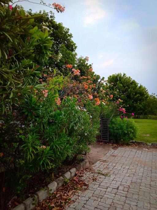 Photo 46