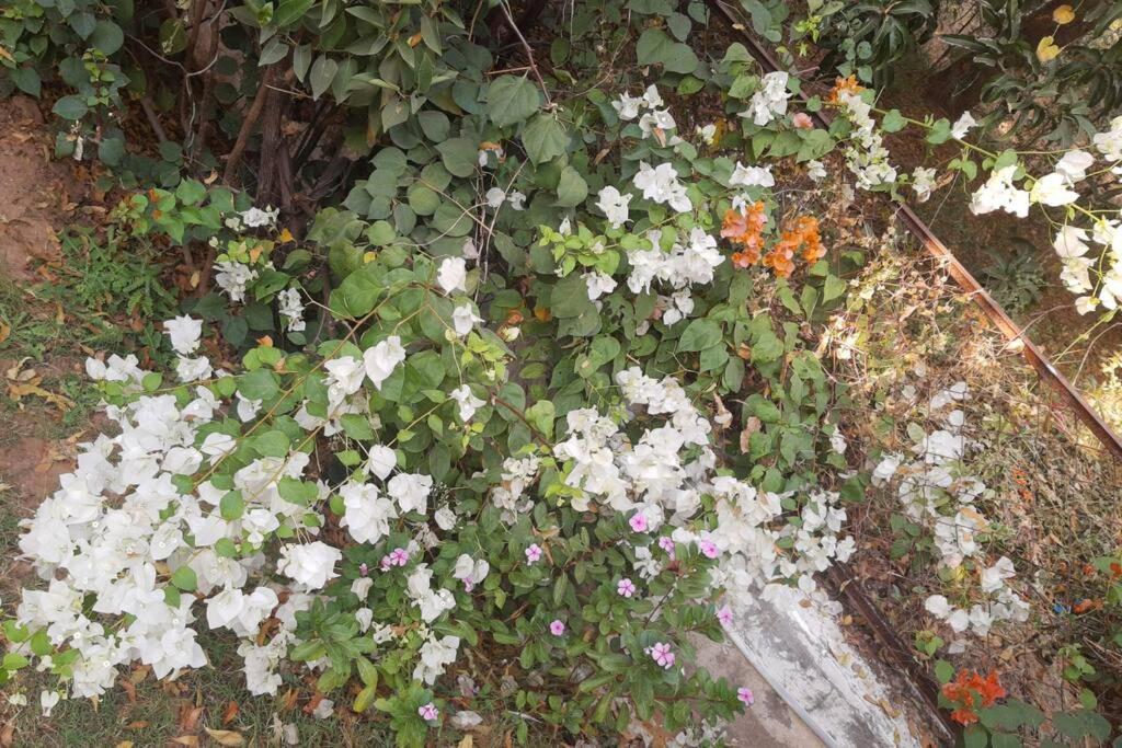 Photo 62