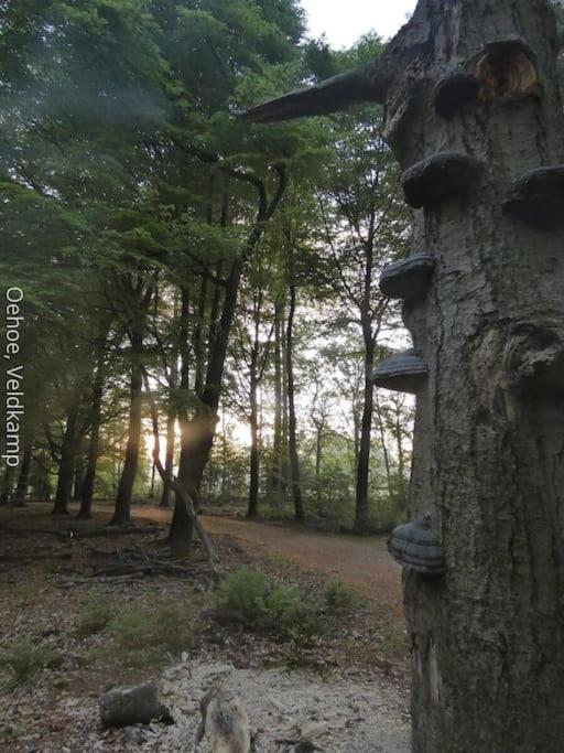 Rust en Natuur in Ons Vrijstaande Fins Chalet