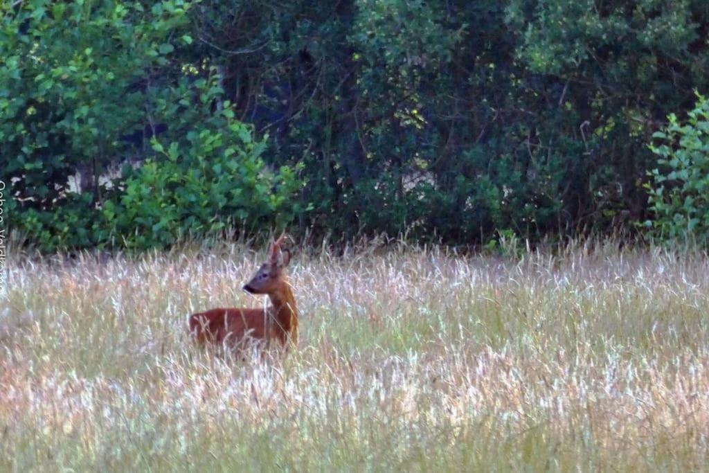 Rust en Natuur in Ons Vrijstaande Fins Chalet