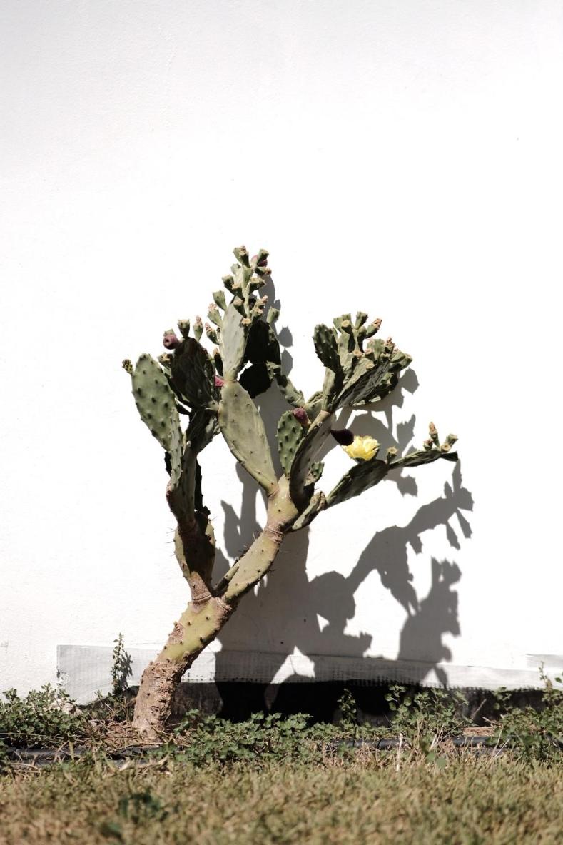Villa Egeo, fotografía 5