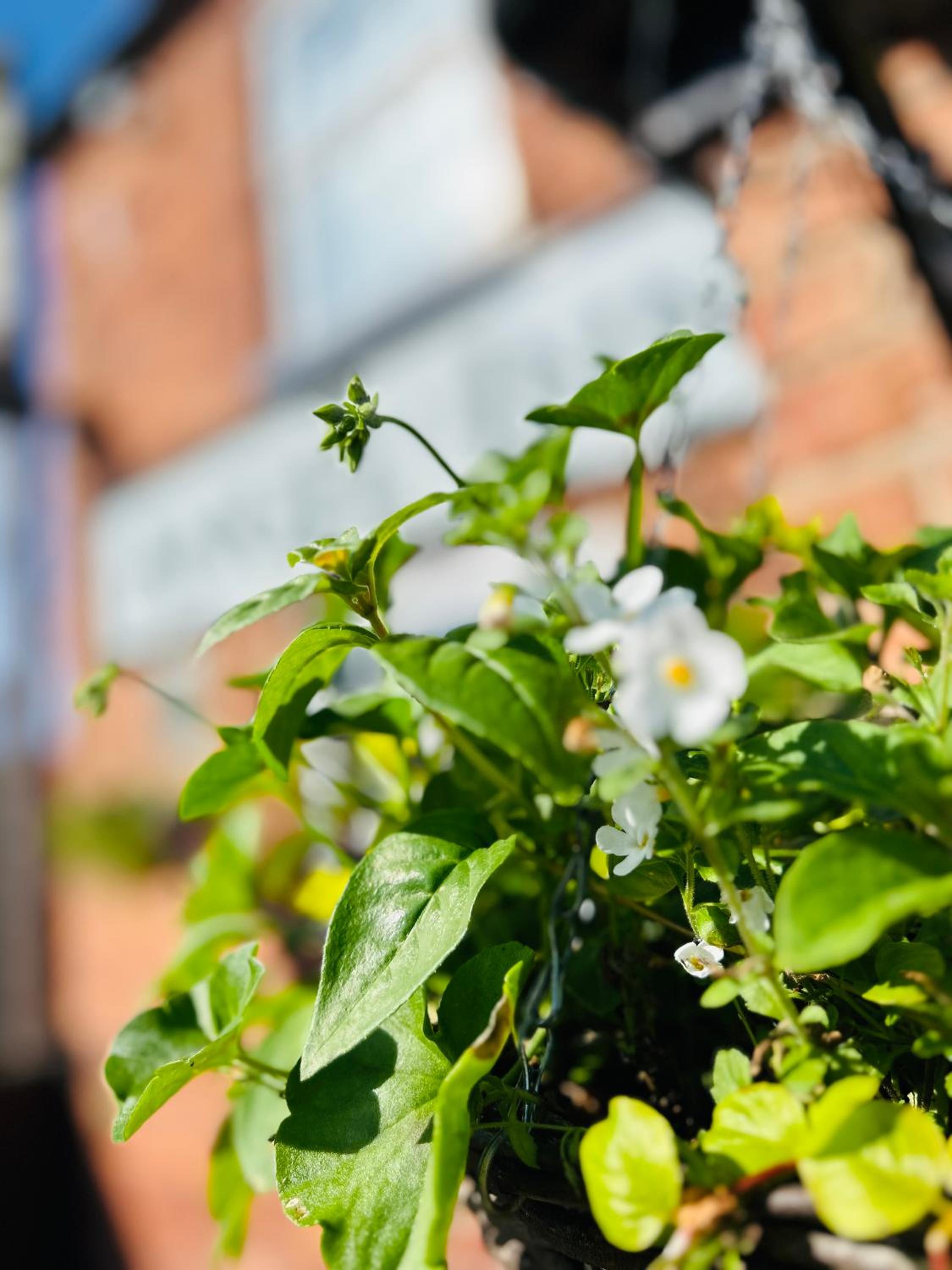 The Angel Inn Pub-Dine & Stay Misson