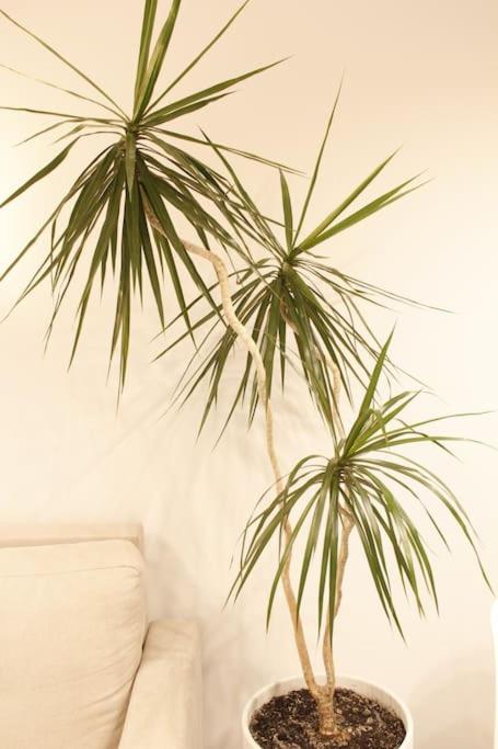 Bouvier Apartment