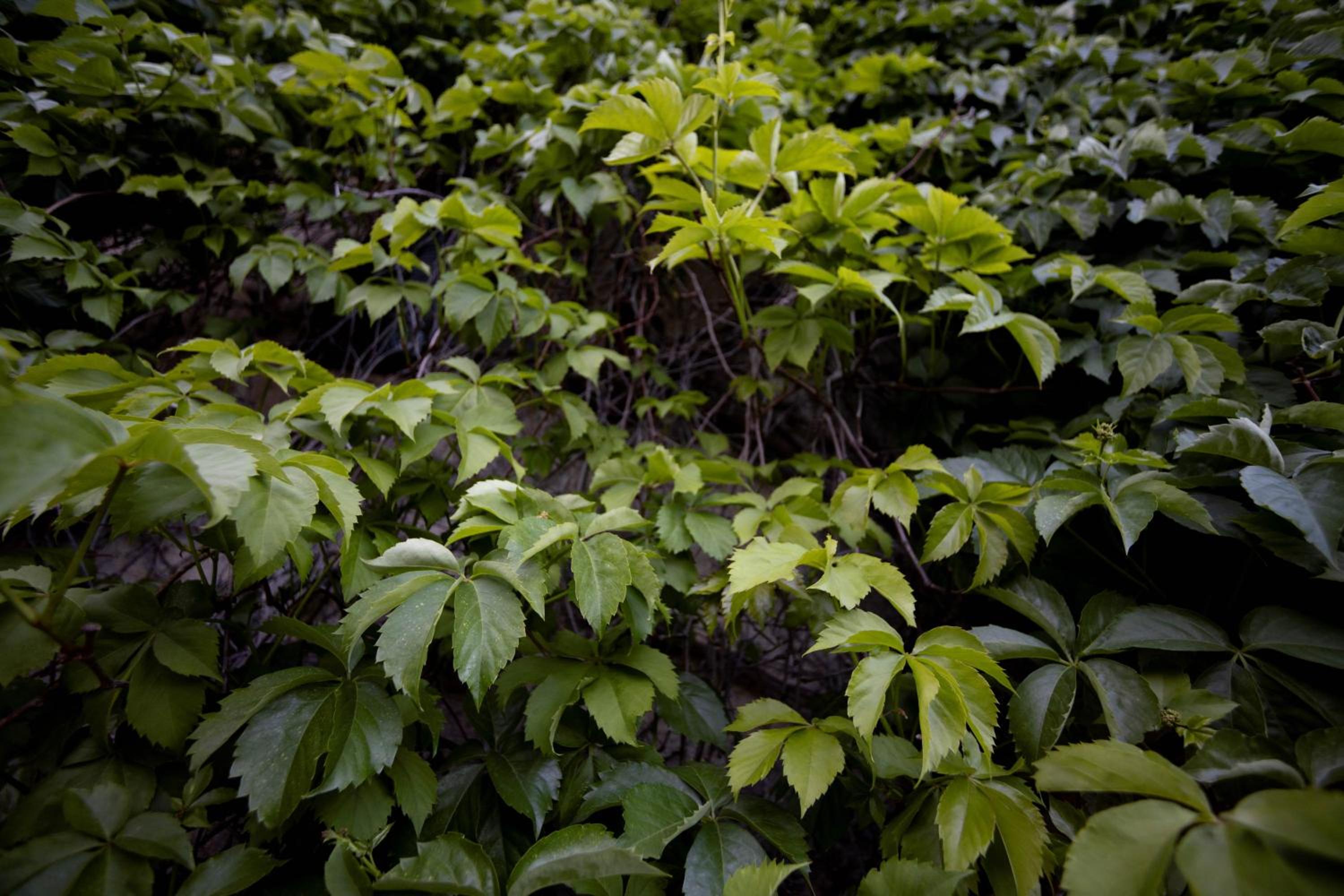 Parco Statella