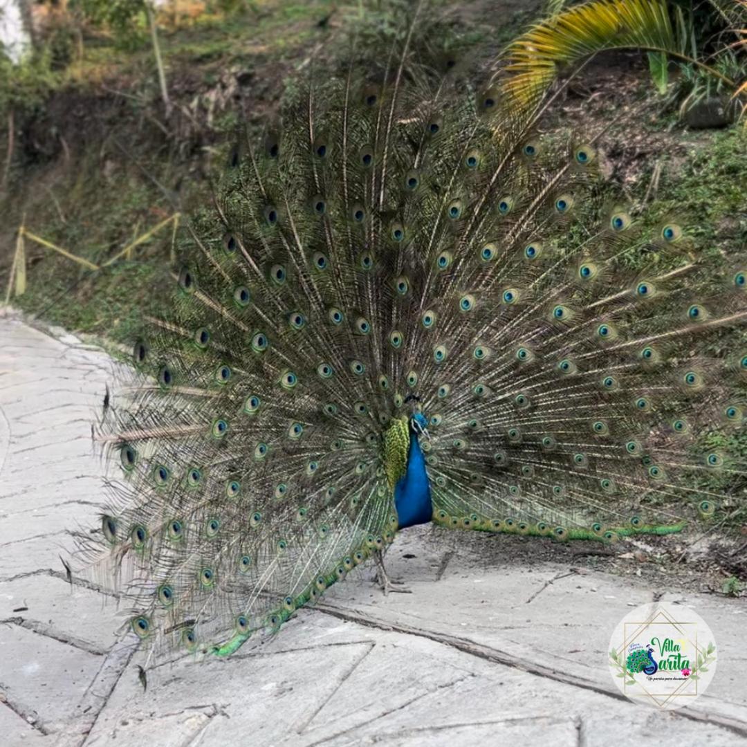 Finca Campestre Villa Sarita