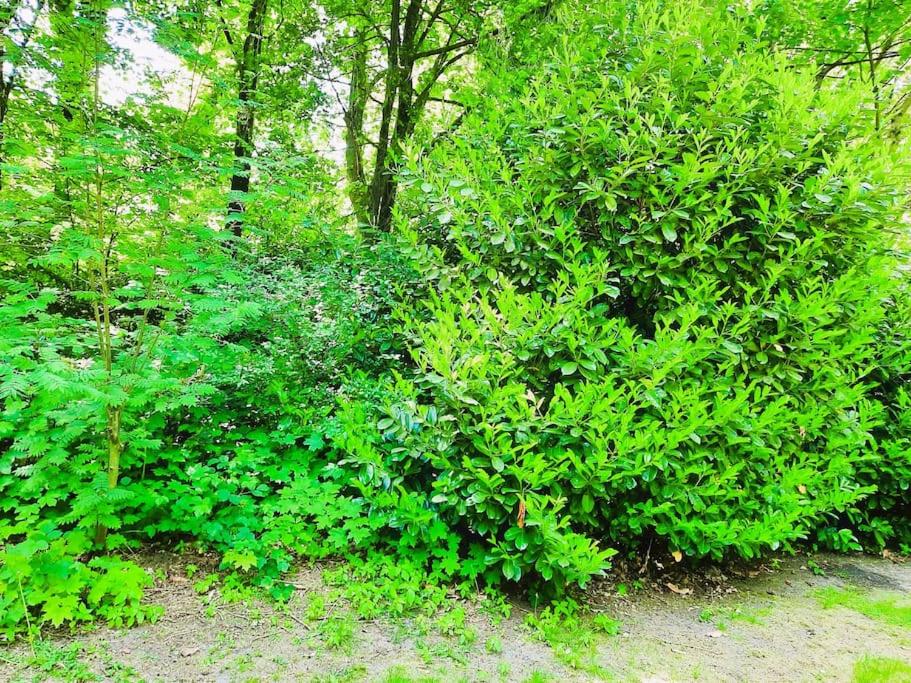Veluwe Flow I genieten nabij bos