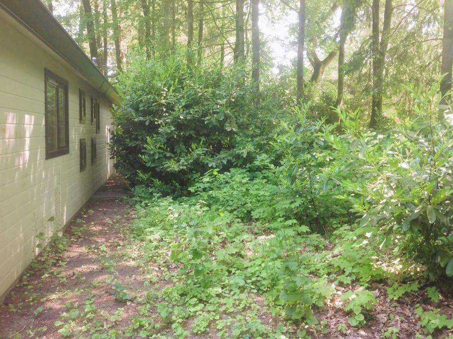 Veluwe Flow I genieten nabij bos