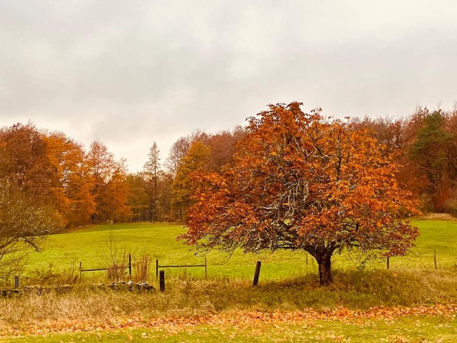 Boana farm