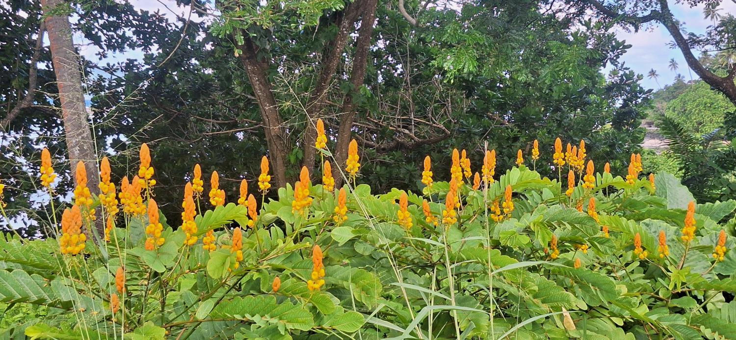 Jima's Home Retreat - view 8