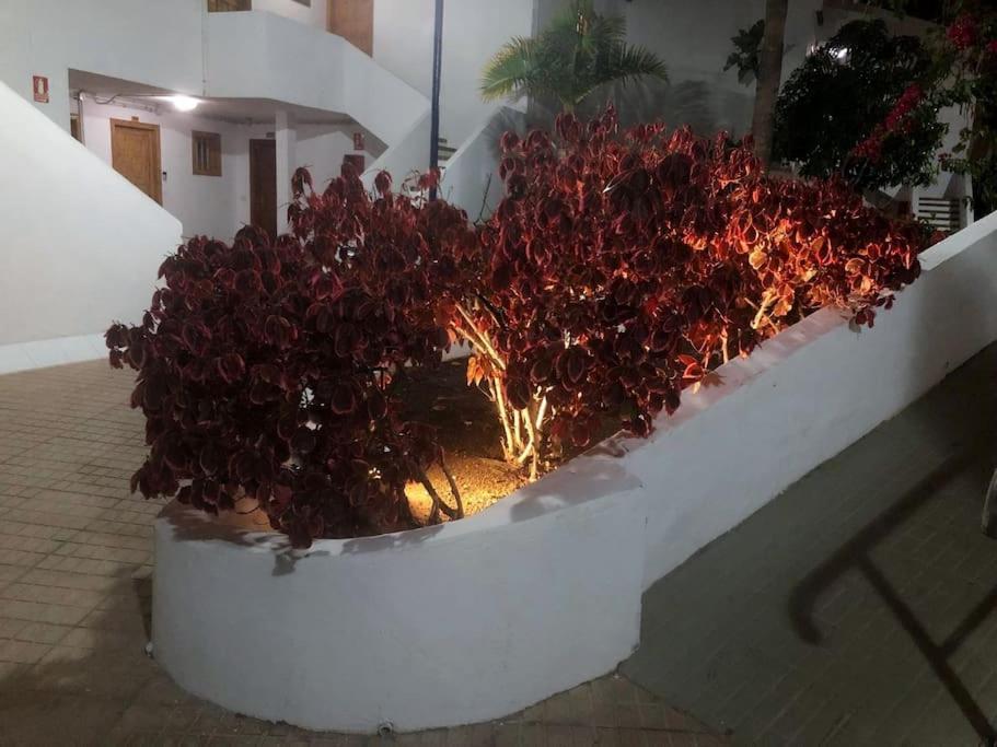 Apartamento Elisa en Garden City con piscina climatizada