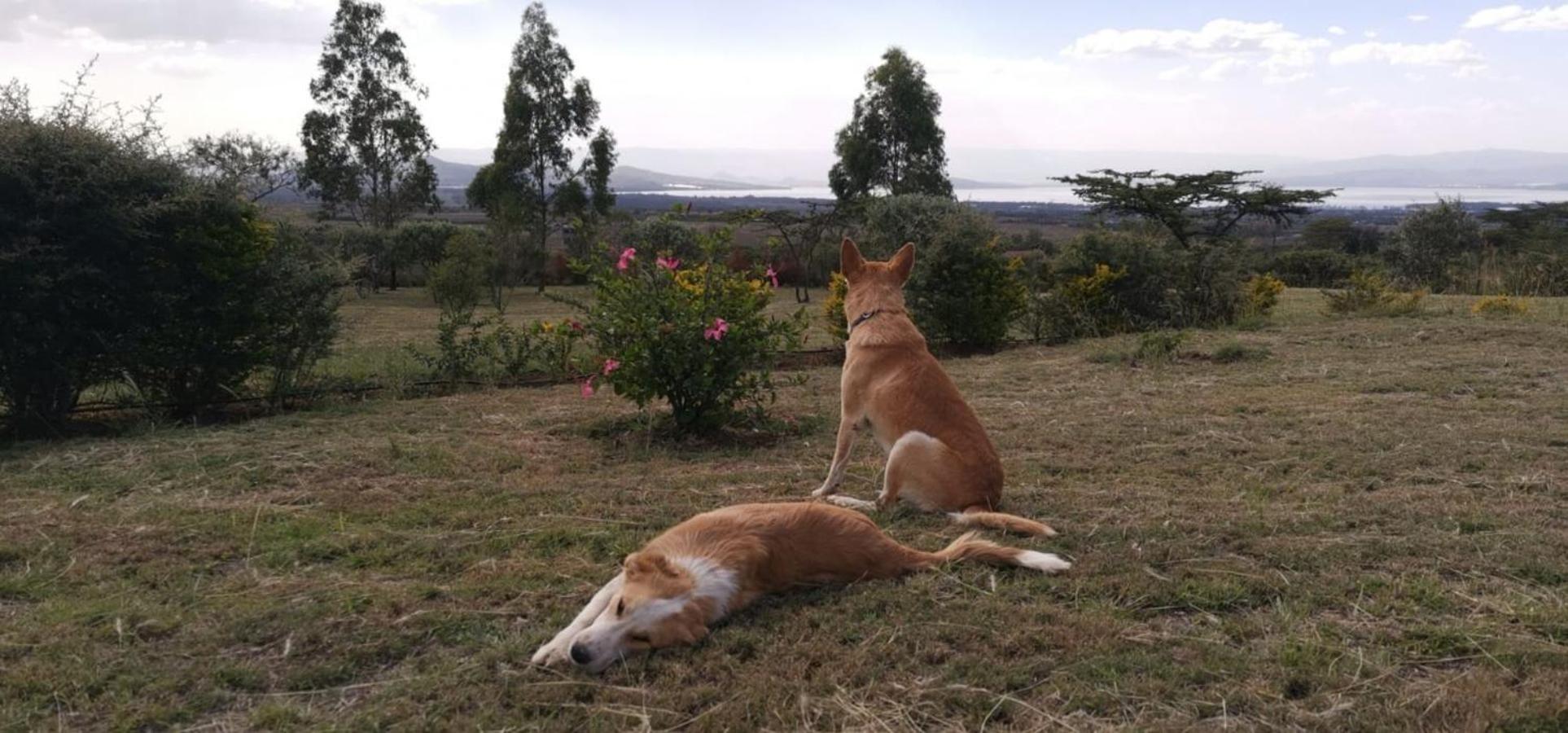 Homely Cottage Near Lake Naivasha, Elwai Visitor Centre view 3