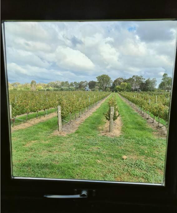 Jones Winery Tiny House on the Vineyard, Rutherglen - Off Grid