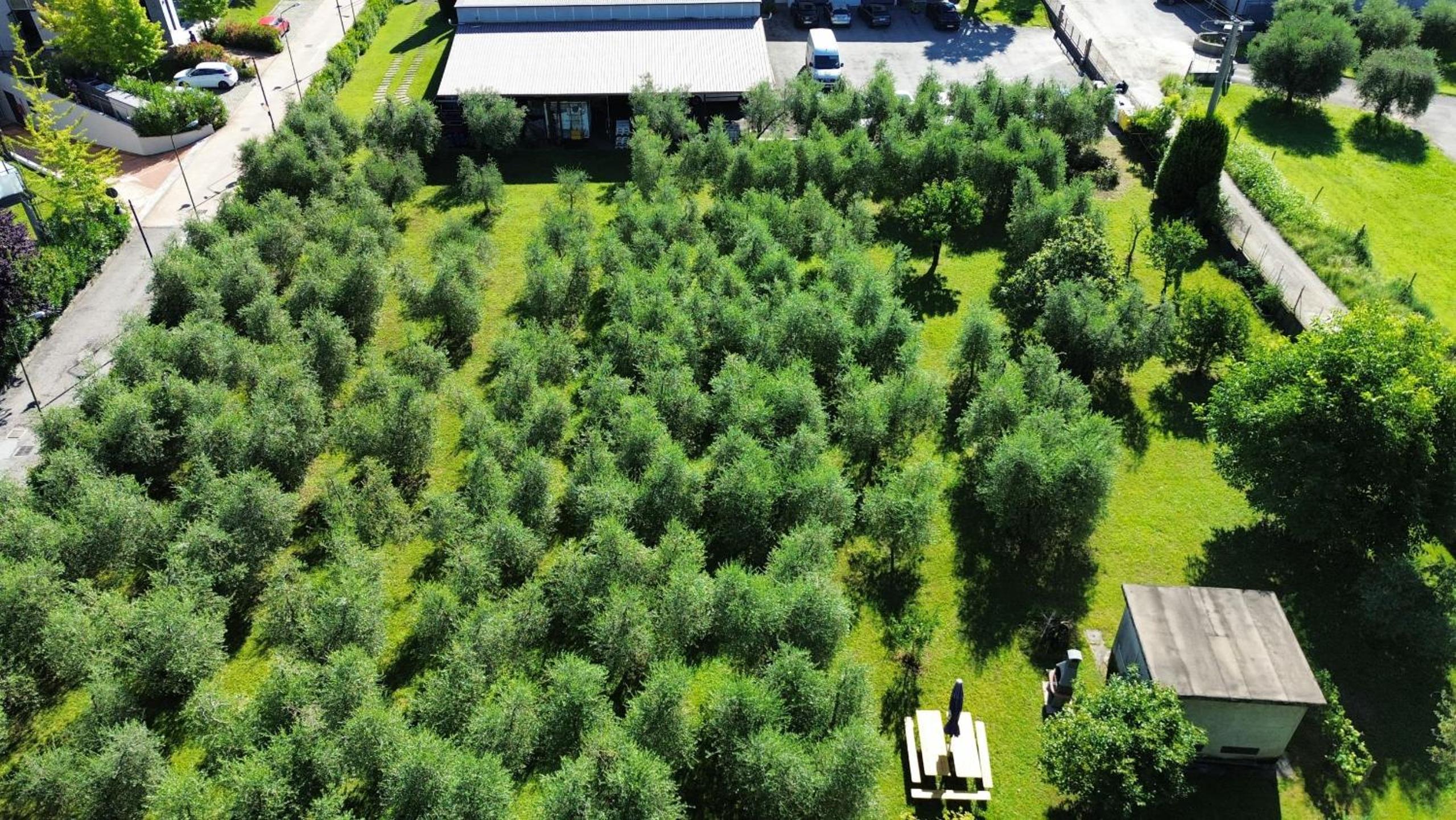 Villa Fiorita with olive groove a Puegnago - BGL view 4