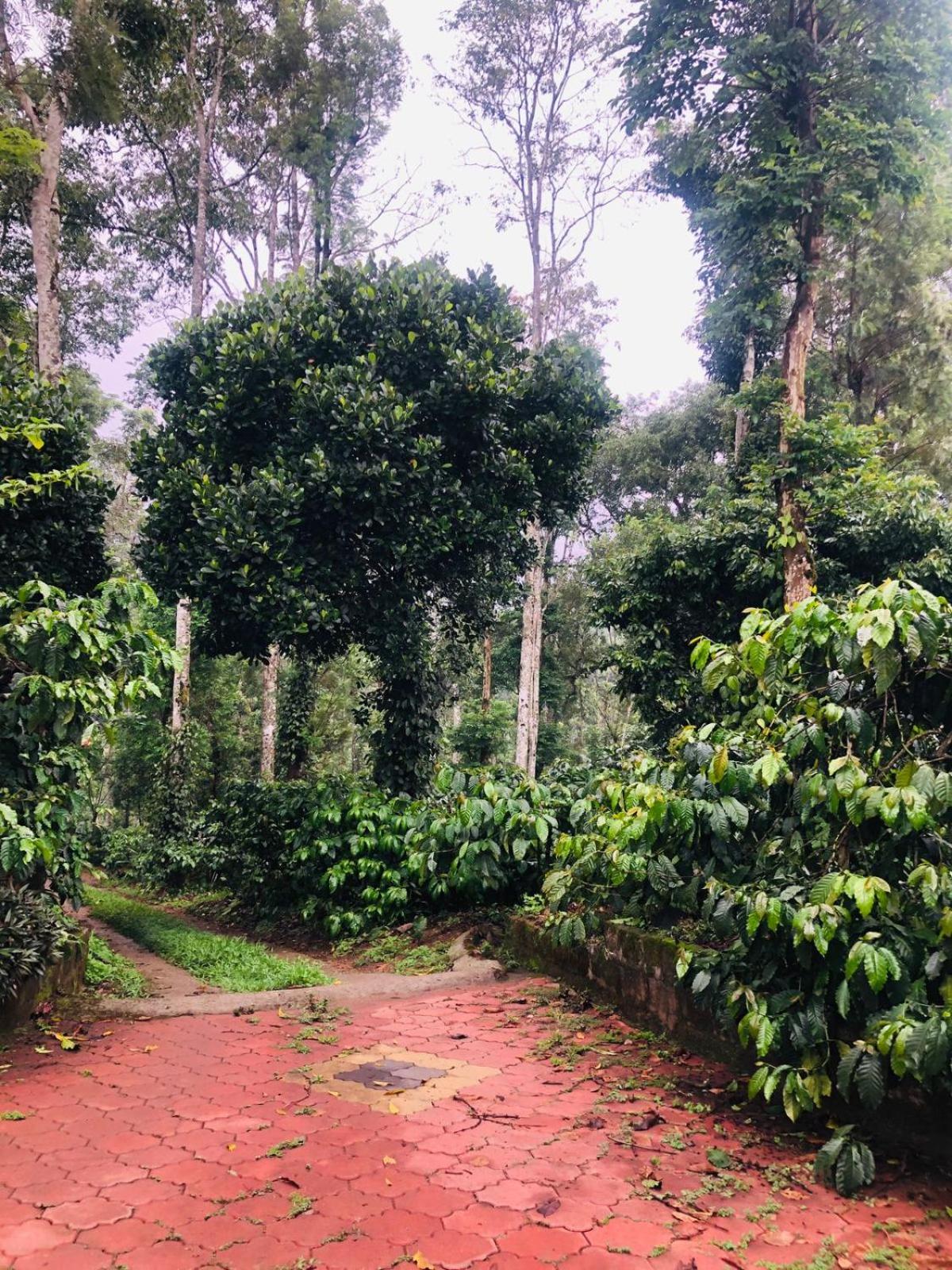 Swapna Estate Stay Coorg view 4