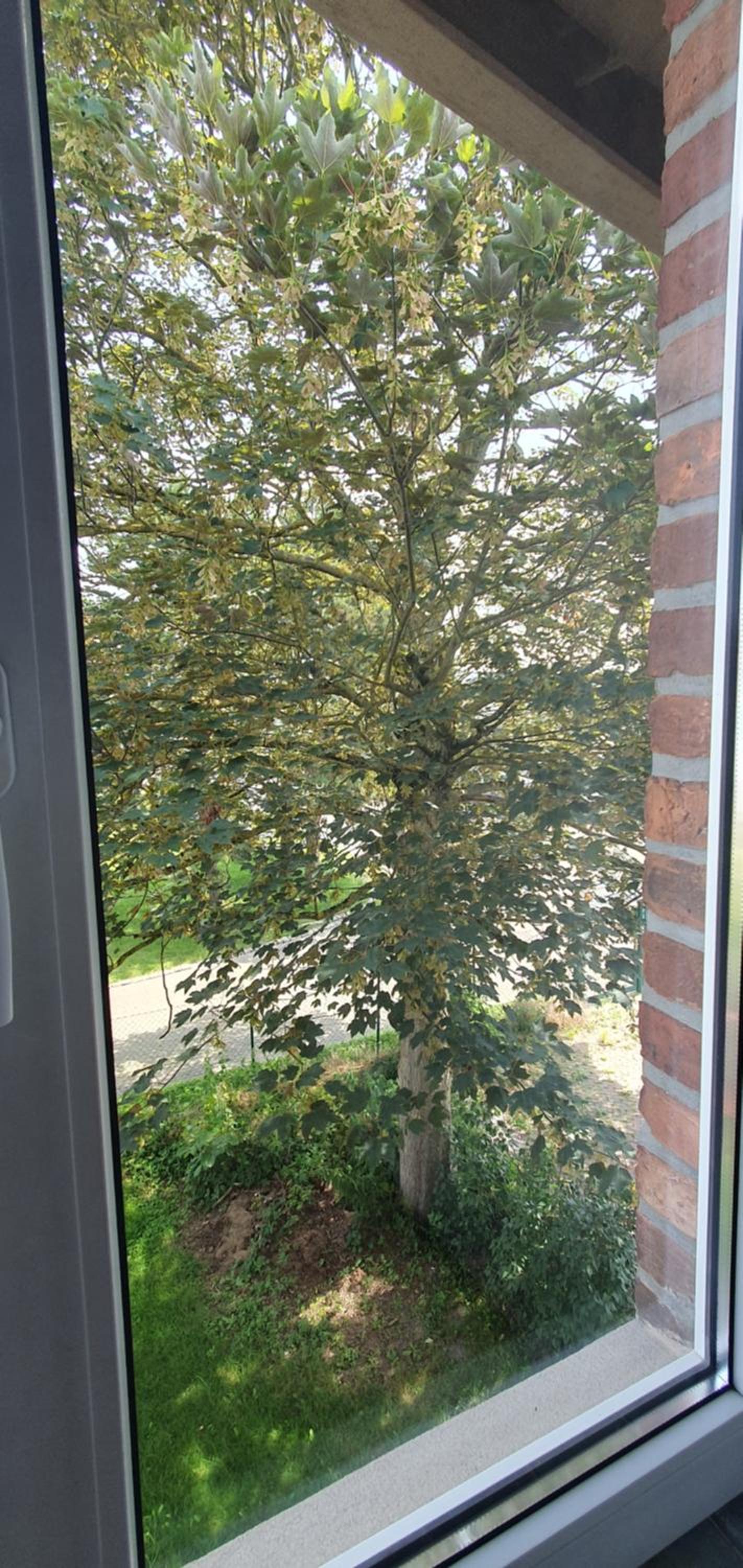 De lütt Stuuv