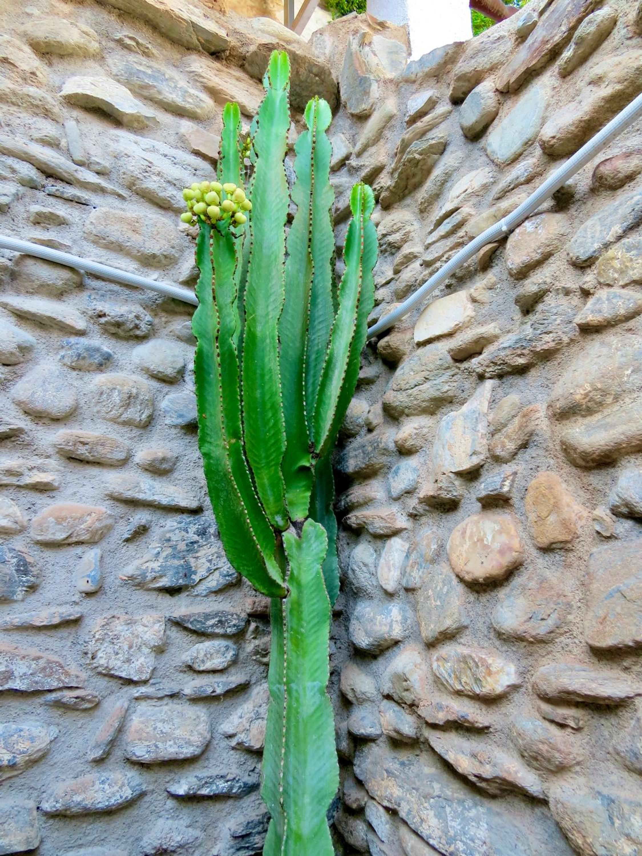 El Encanto