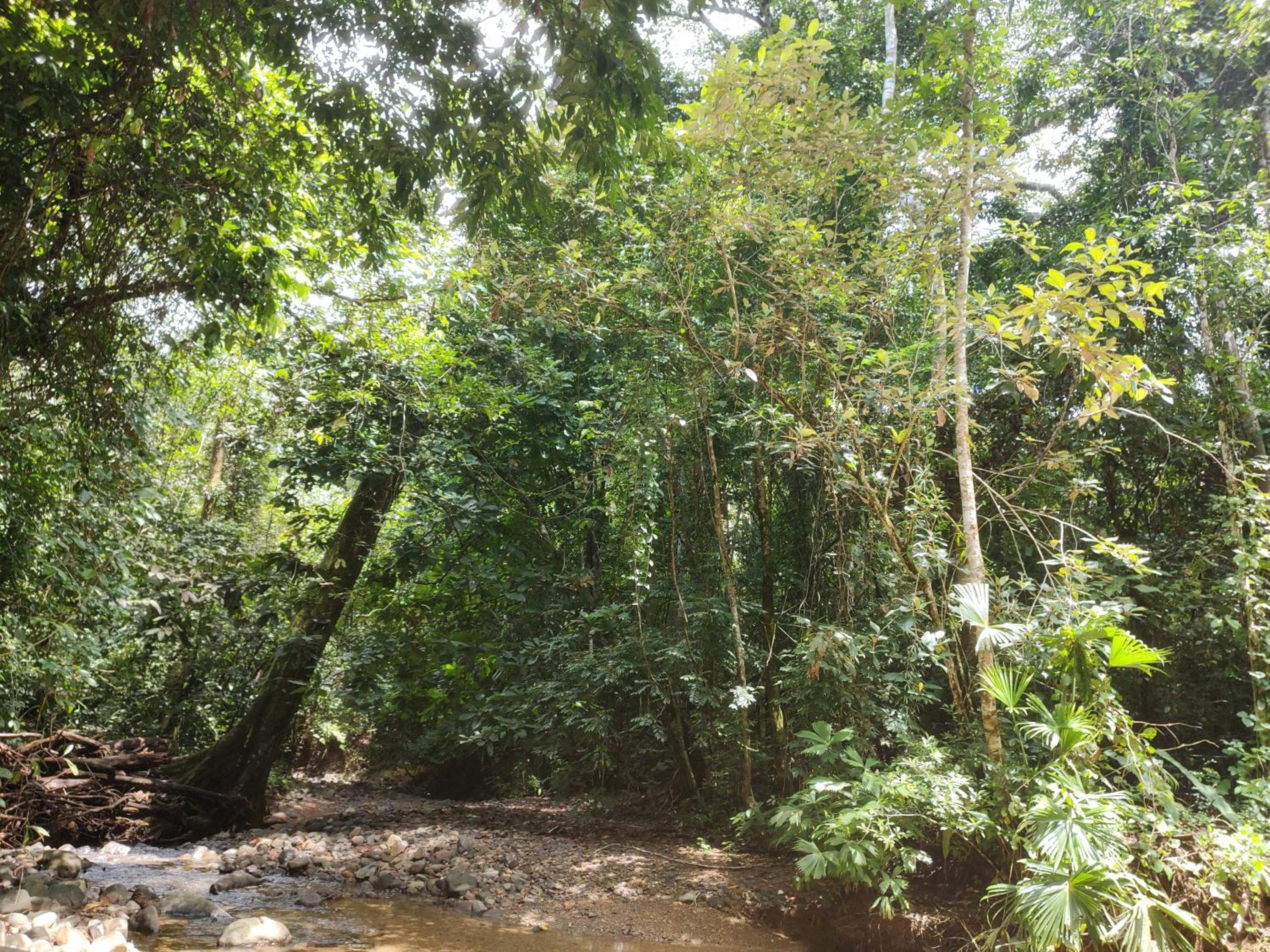 Cool Waters Jungle Camping