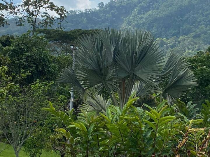 Finca La Vistosa
