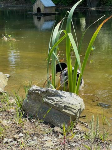Photo 13